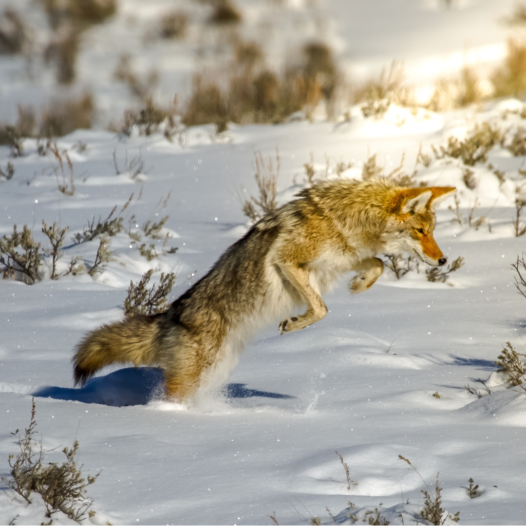 Coyote launching headfirst into deep snow while hunting at Swan Lake Flats in Yellowstone National Park.
