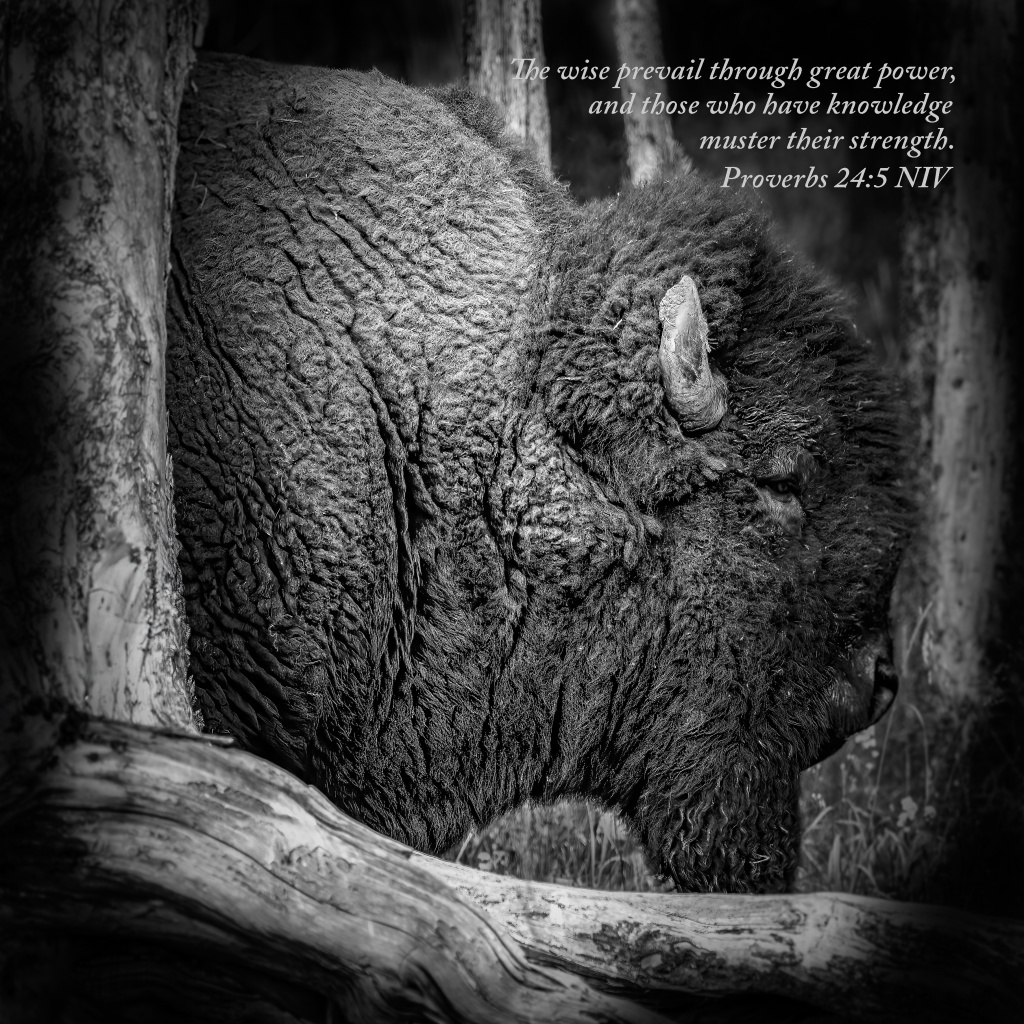 Black-and-white photograph of a bison standing among trees in Yellowstone National Park with Proverbs 24:5 NIV incorporated into the artwork.