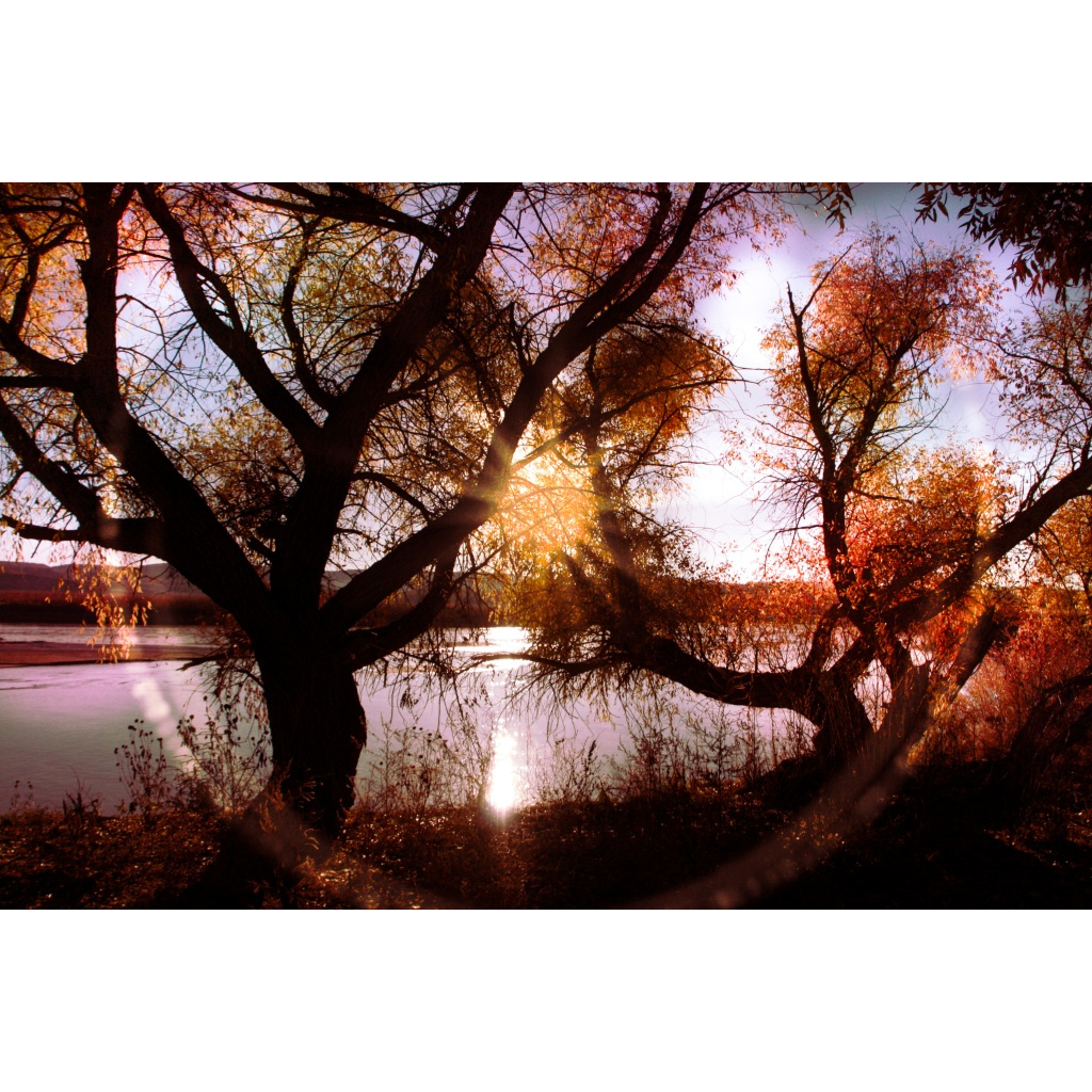 Golden autumn trees glowing beside the North Platte River near Casper, Wyoming, with warm fall colors reflected in the water.