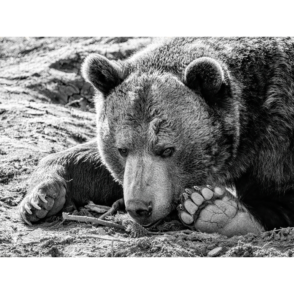Black-and-white close-up portrait of a grizzly bear resting with its large paws and claws visible, photographed by Tom Lance in Montana.