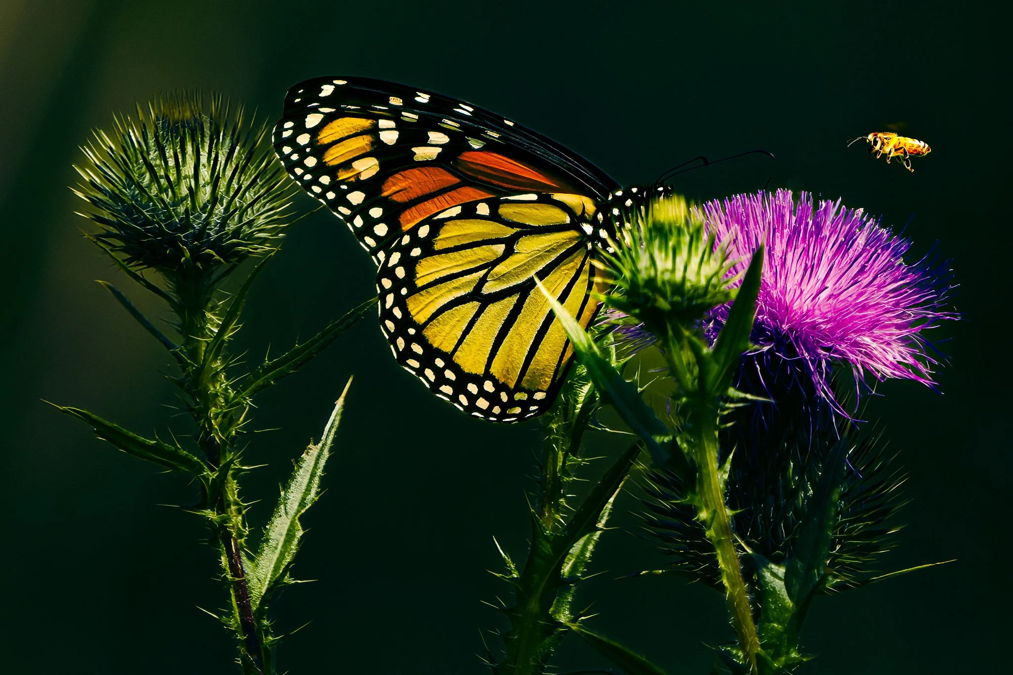 A Monarch butterfly perched on a purple thistle flower with a small bee flying nearby.