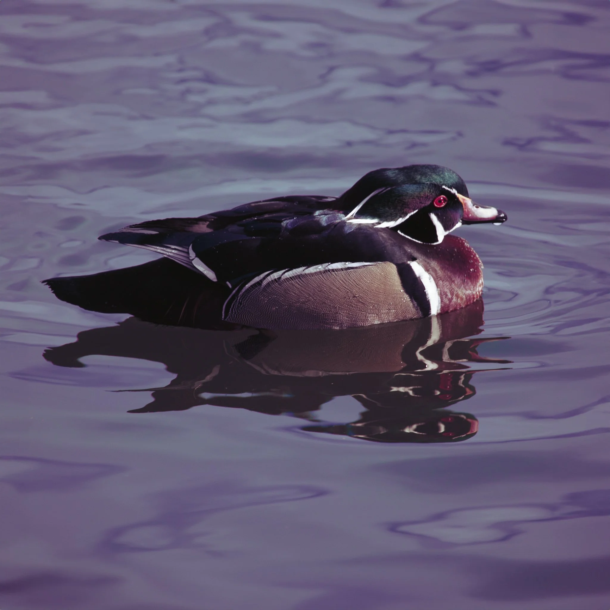 Colorful Wood Duck floating on calm water with its reflection visible below at Sacajawea Park in Livingston, Montana.