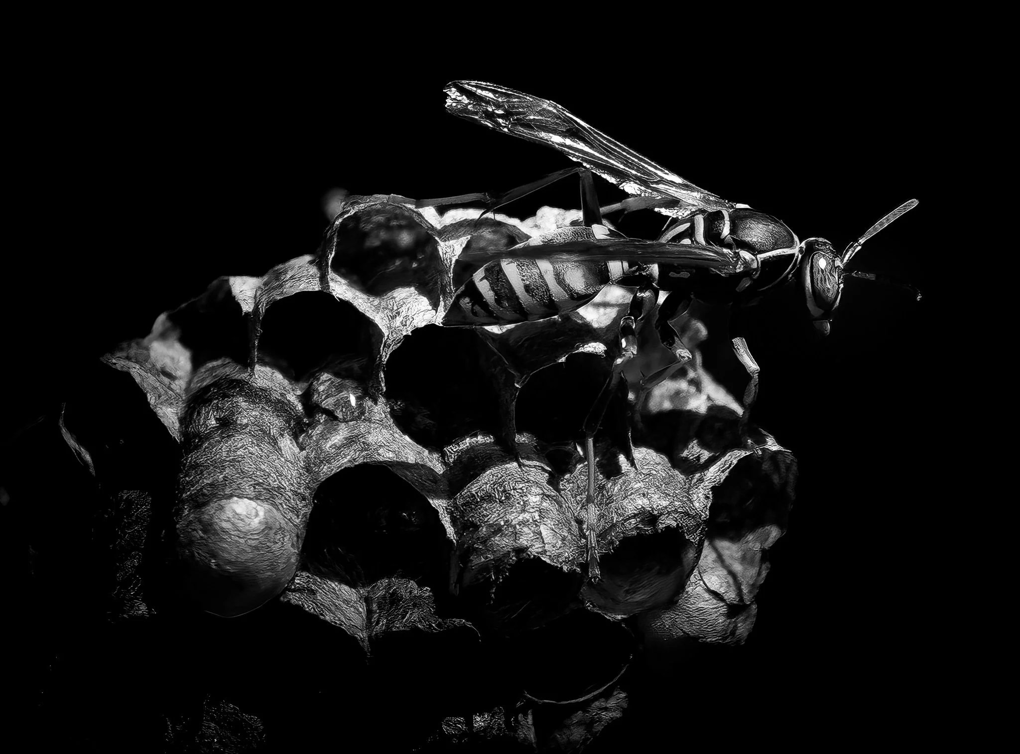 Black-and-white close-up of the layered textures and intricate structure of a paper wasp nest.