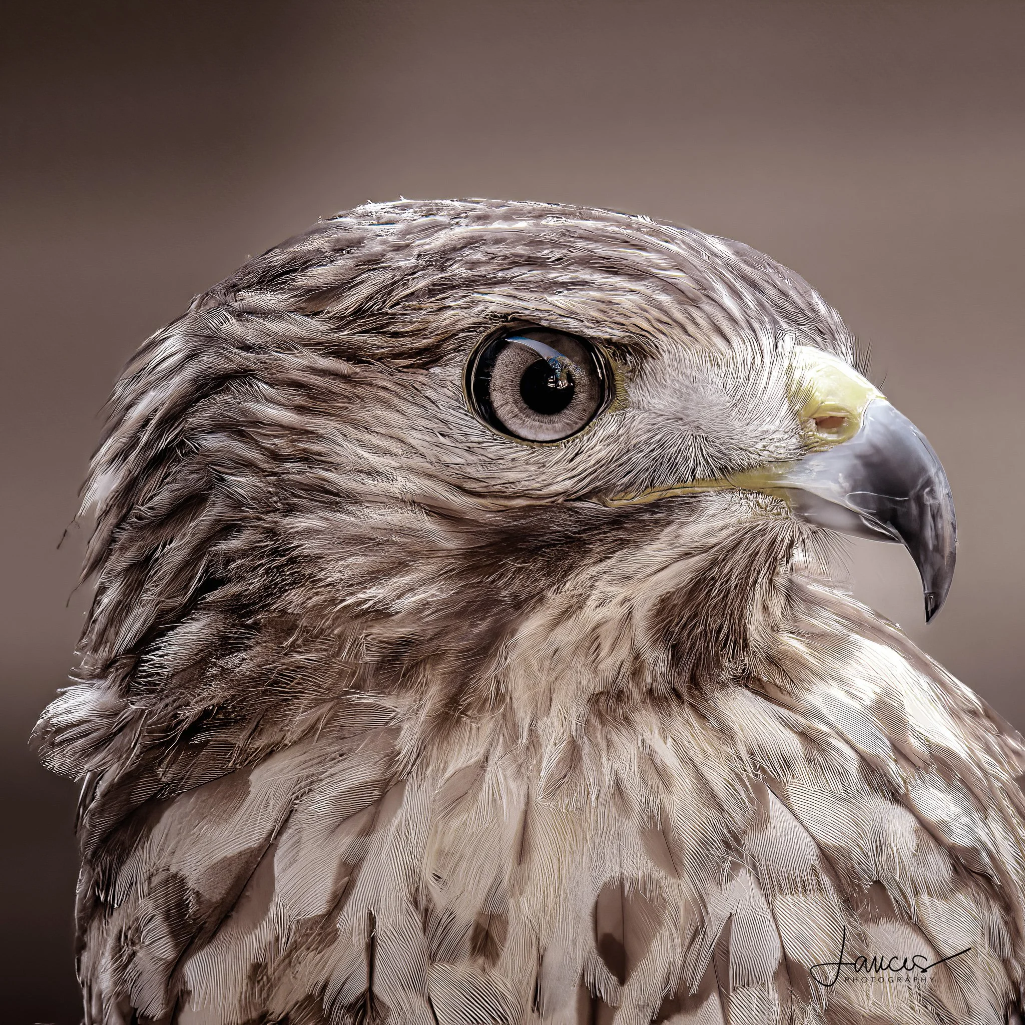 Close portrait of a Red-tailed Hawk perched at Mammoth Hot Springs in Yellowstone National Park.