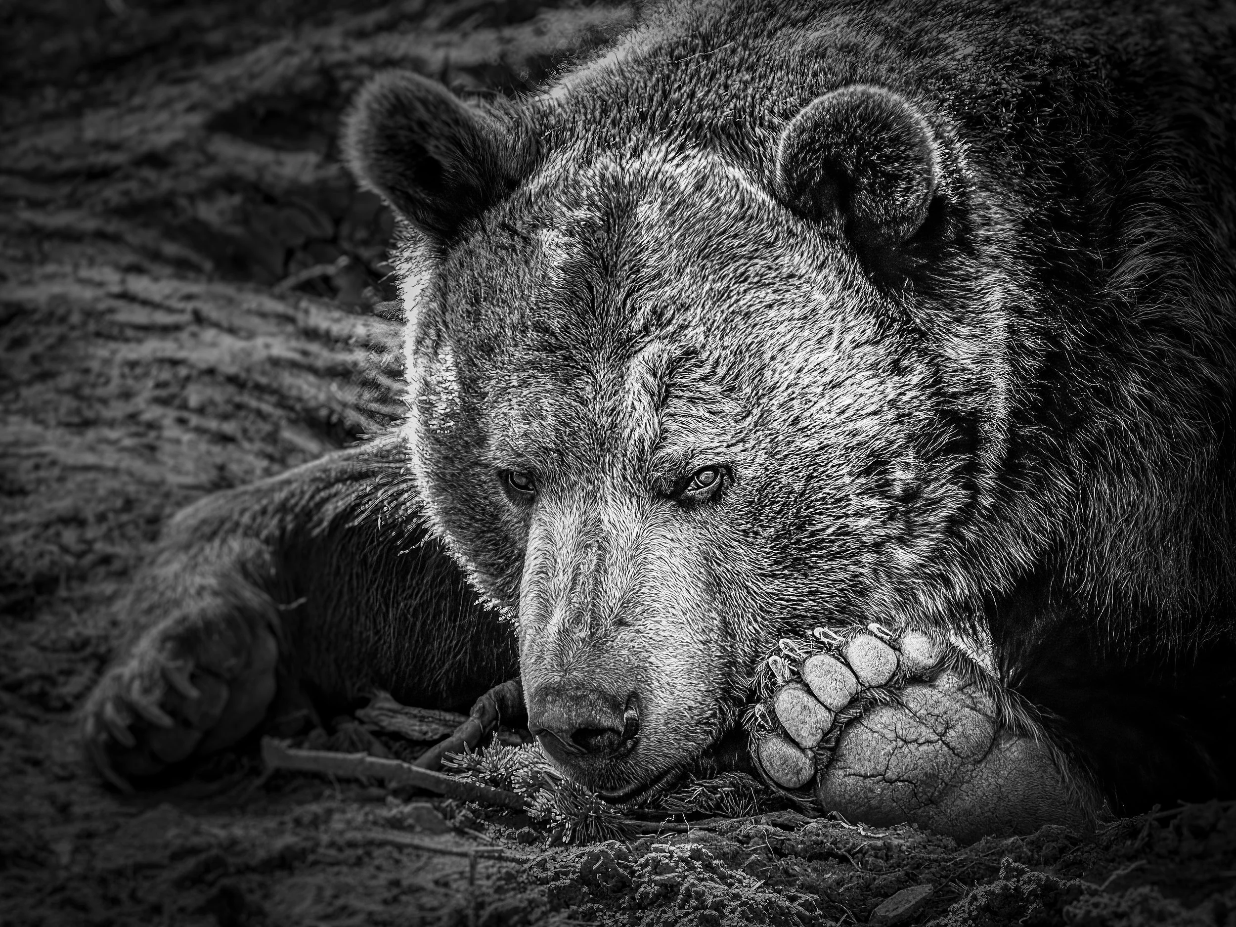 Black and white photo of a wolf lying close to the ground with its eyes open, surrounded by branches and logs.