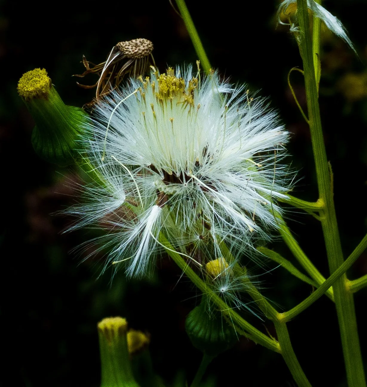 Close-up macro photograph of a delicate seed head with fine seeds waiting to be carried away by the breeze.