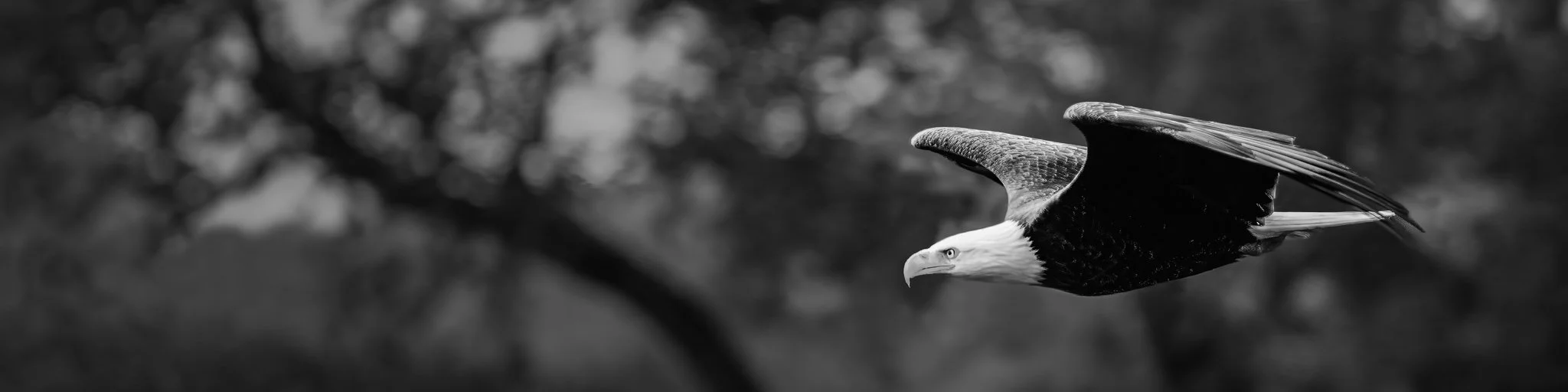 A black and white photograph of a bald eagle flying in the sky with a blurred natural background.