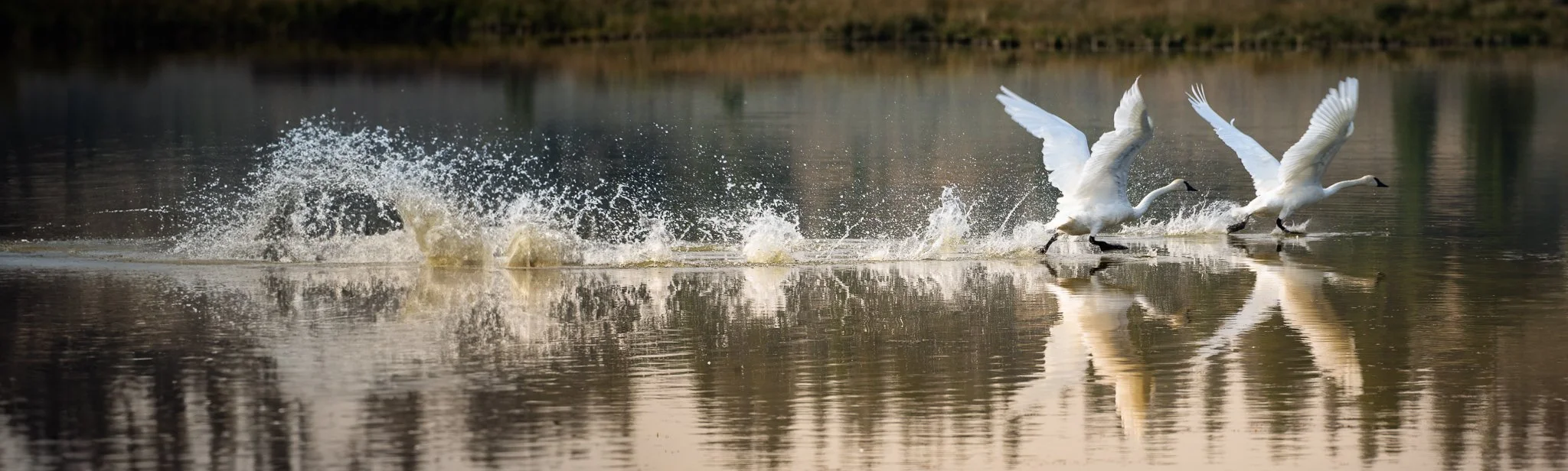 Three white birds running across the water at Swan Lake Flats in Yellowstone National Park, with splashes and reflections visible.