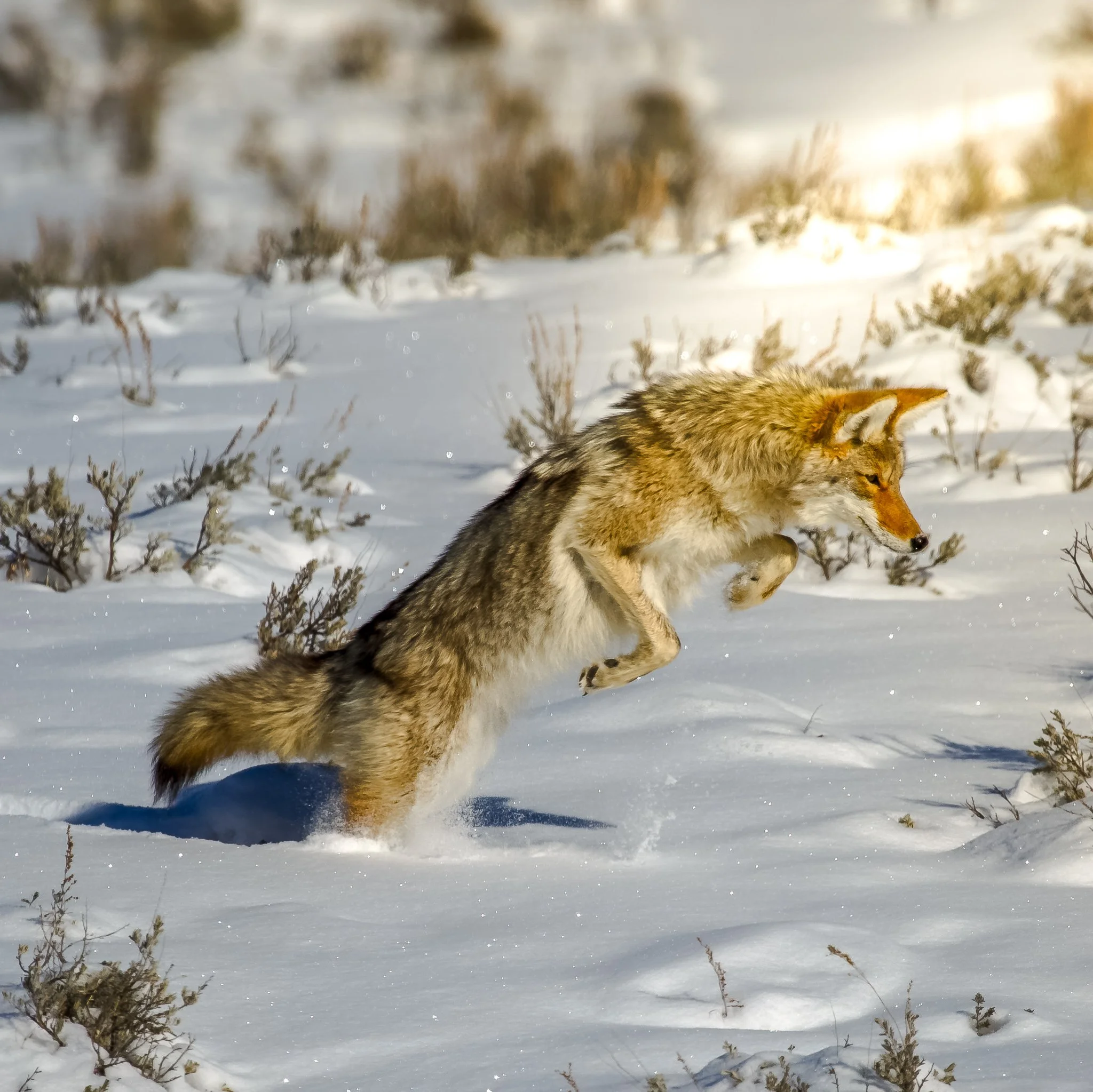 Coyote launching headfirst into deep snow while hunting at Swan Lake Flats in Yellowstone National Park.