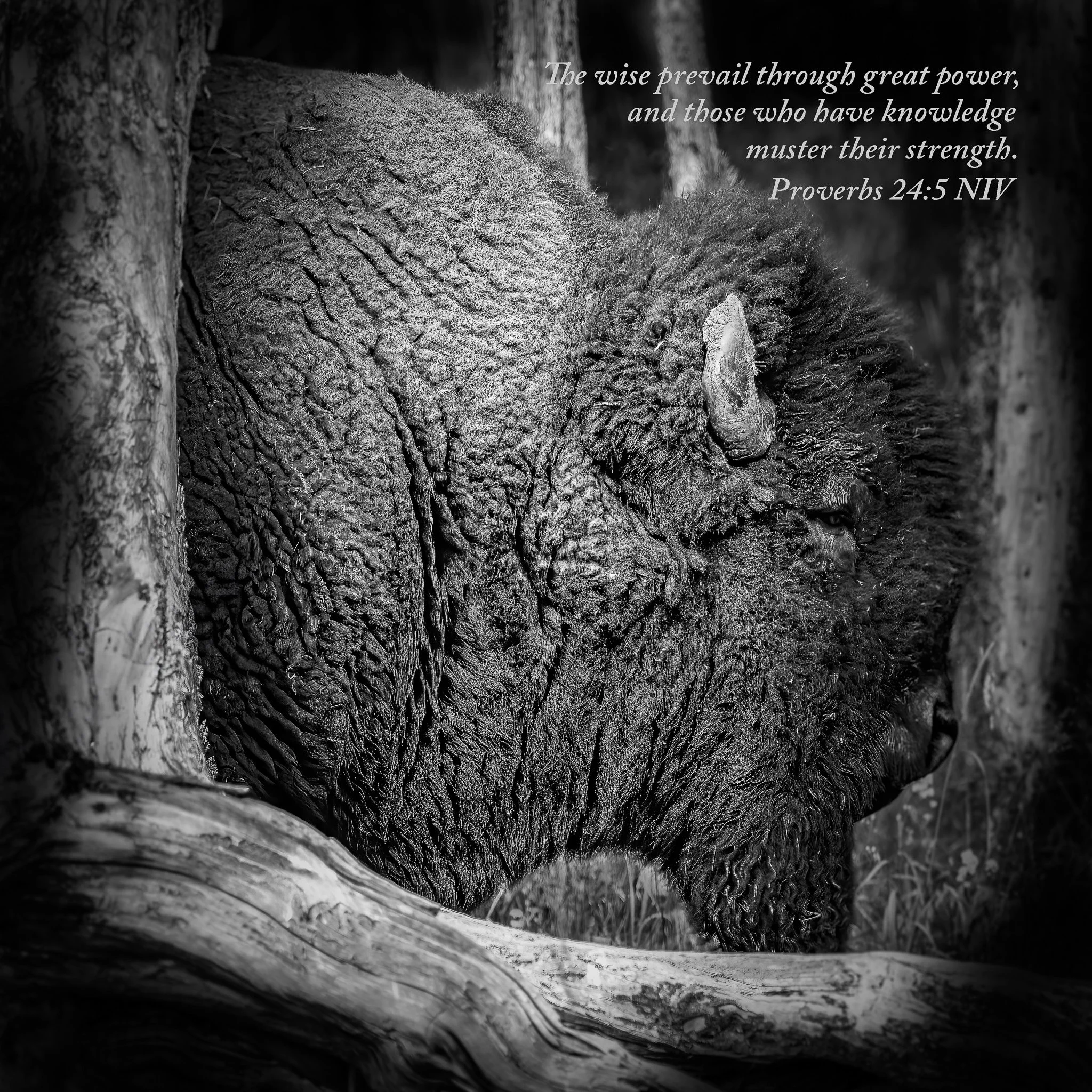 Black-and-white photograph of a bison standing among trees in Yellowstone National Park with Proverbs 24:5 NIV incorporated into the artwork.