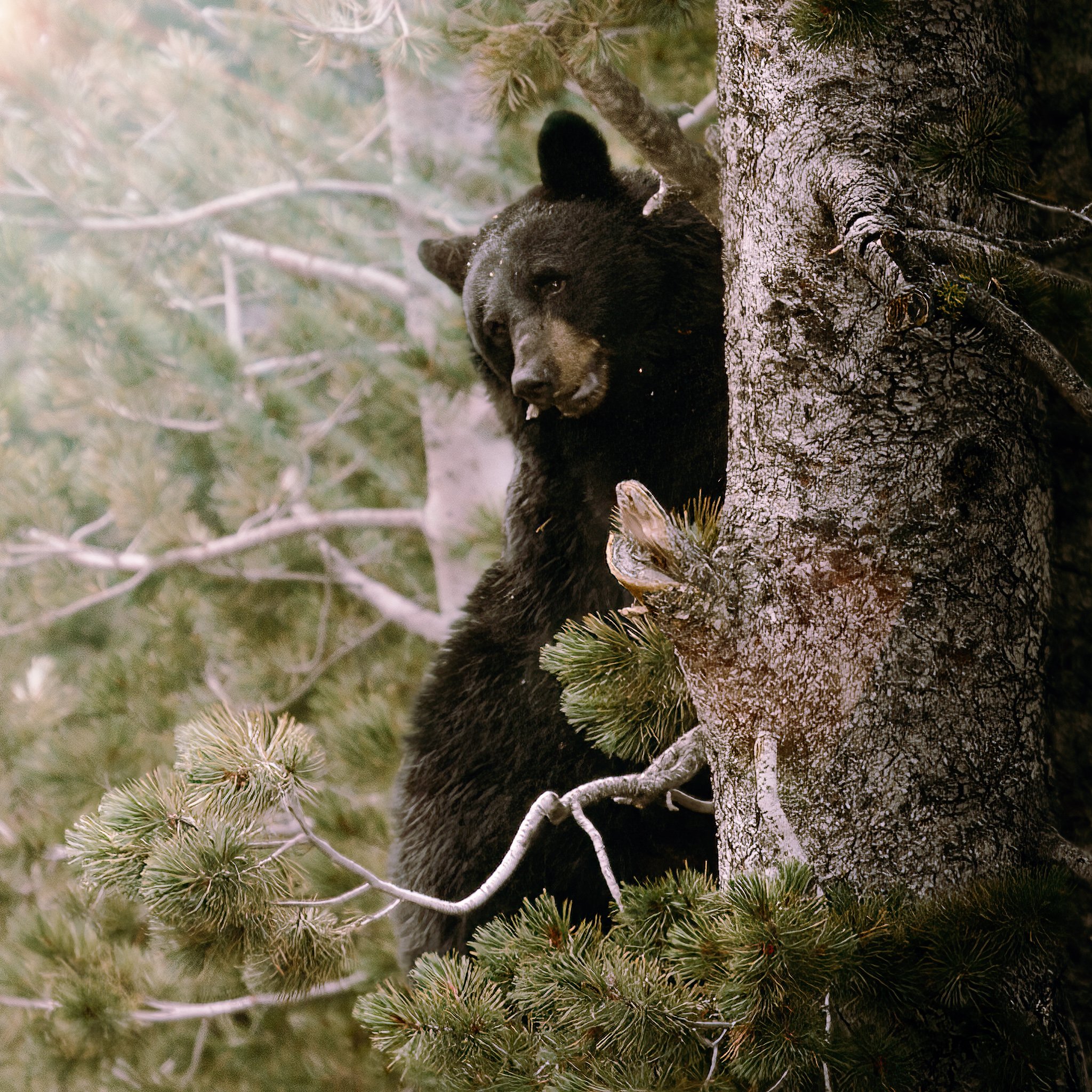 A black bear climbing a tree in a forest with pine branches.