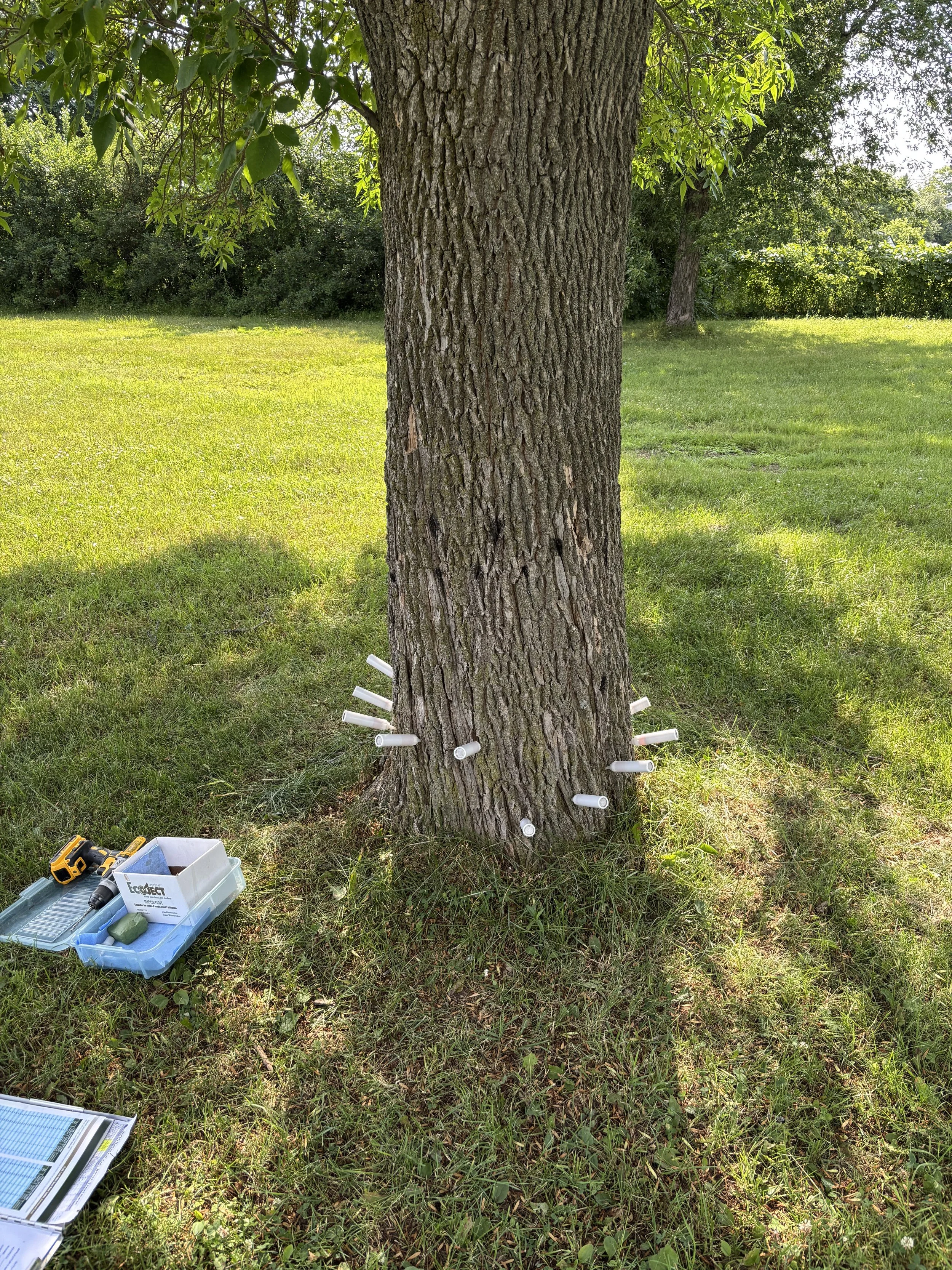 A tree with plastic tubes inserted around the base, with tools and materials on the grass nearby in an outdoor park or yard.
