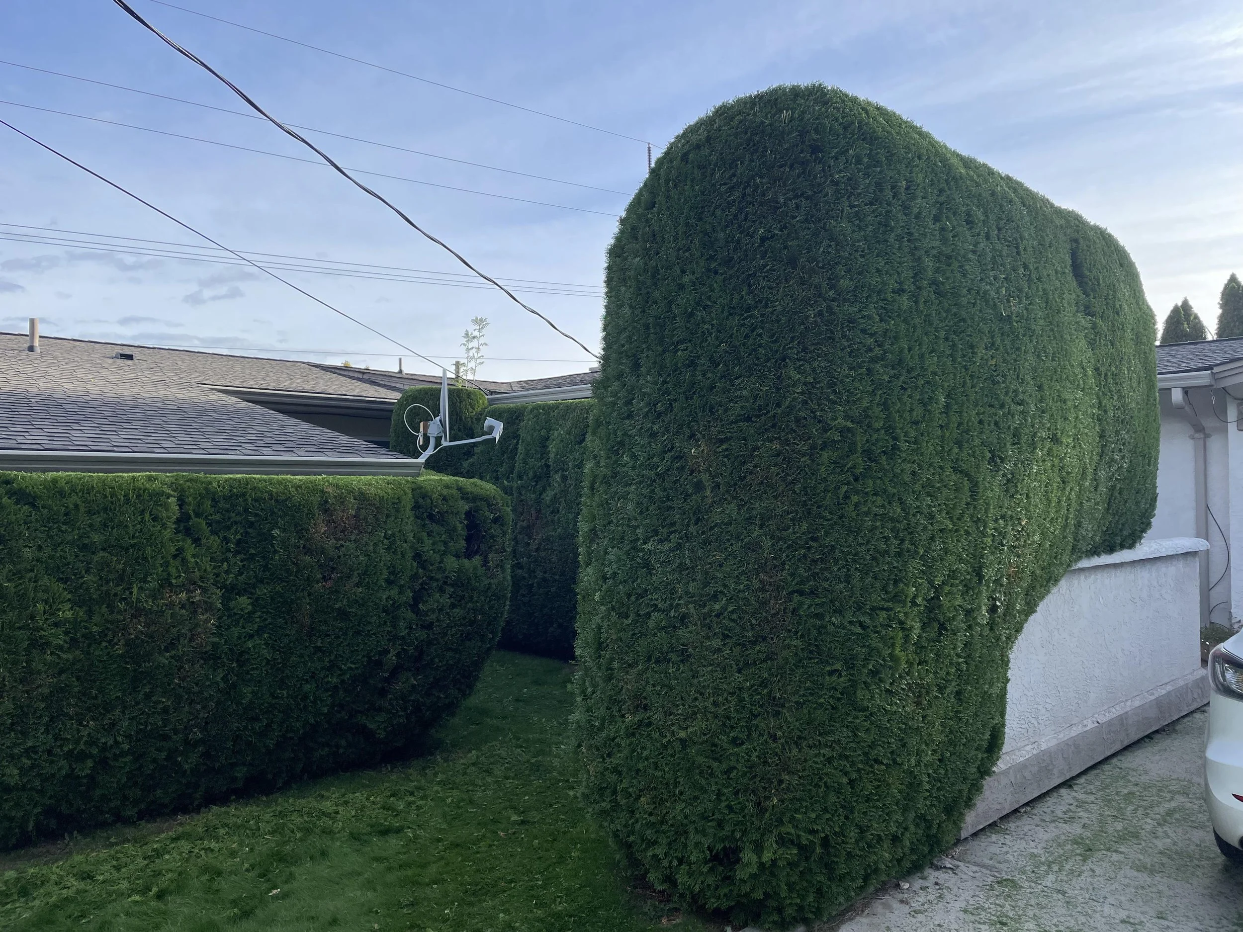 A large, well-trimmed hedge in a residential yard, with power lines overhead, part of a house roof, and a street with a parked white vehicle.