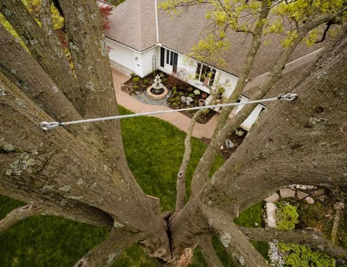 Point of view from the top of a large tree looking down onto a backyard with a house, brick pathway, grass lawn, and garden decorations.