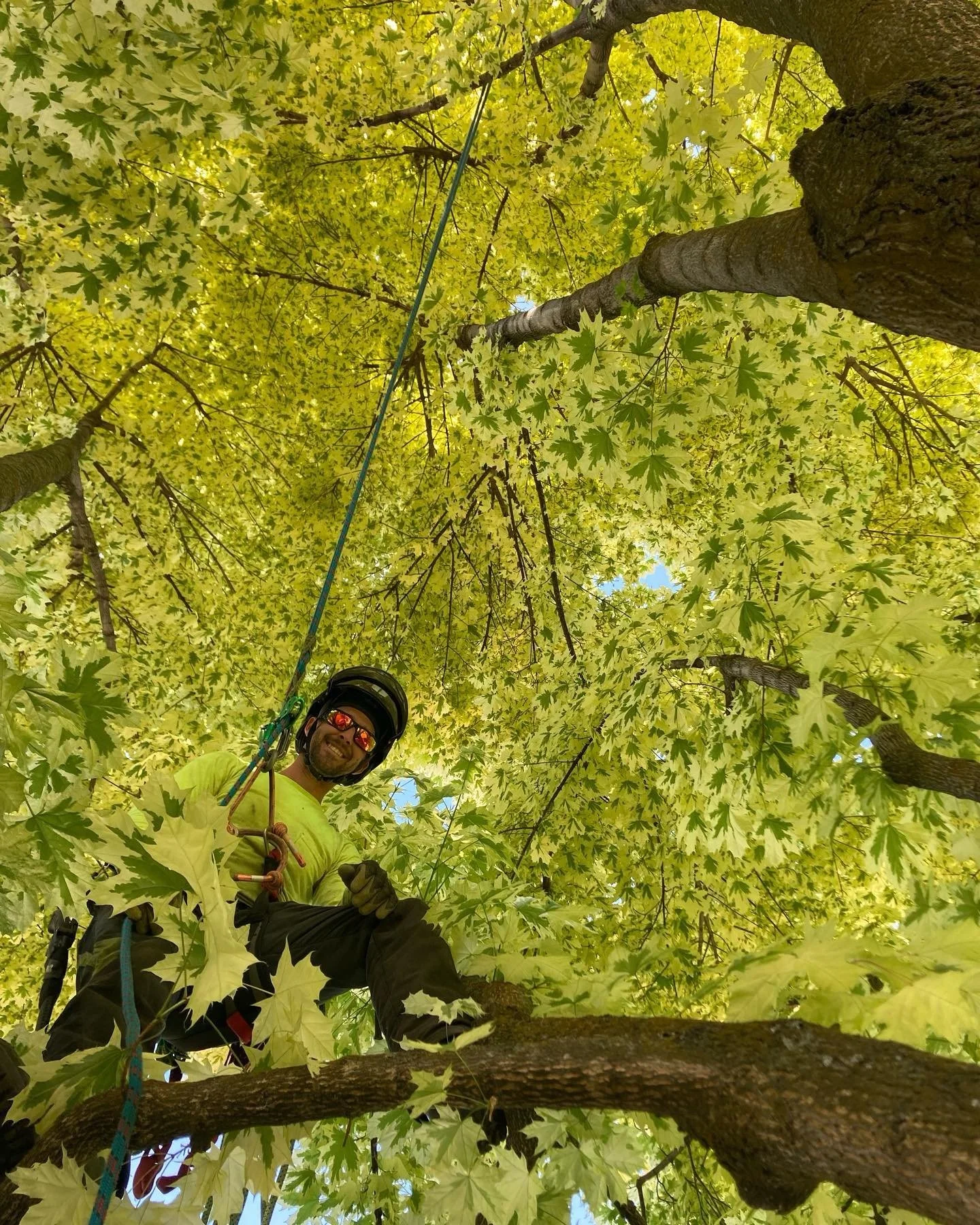 Person wearing a helmet and sunglasses climbing a tall tree with green leaves, looking down at the camera from the branches.