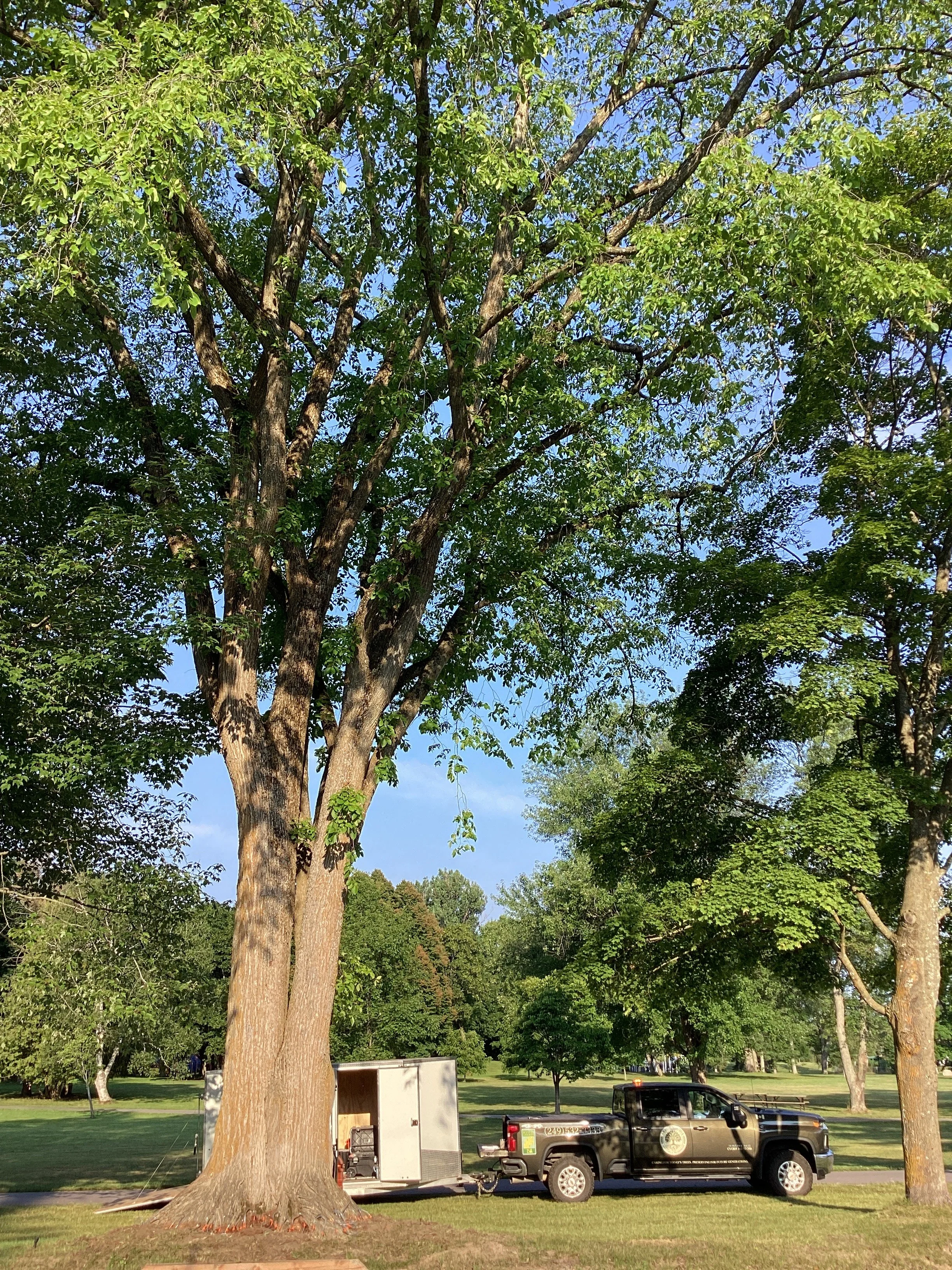 Very Large American Elm Tree with Macro-infusion system installed. Arbor Viridis Tree Care & Preservation Truck and Trailer unit behind the tree in a grassy park.