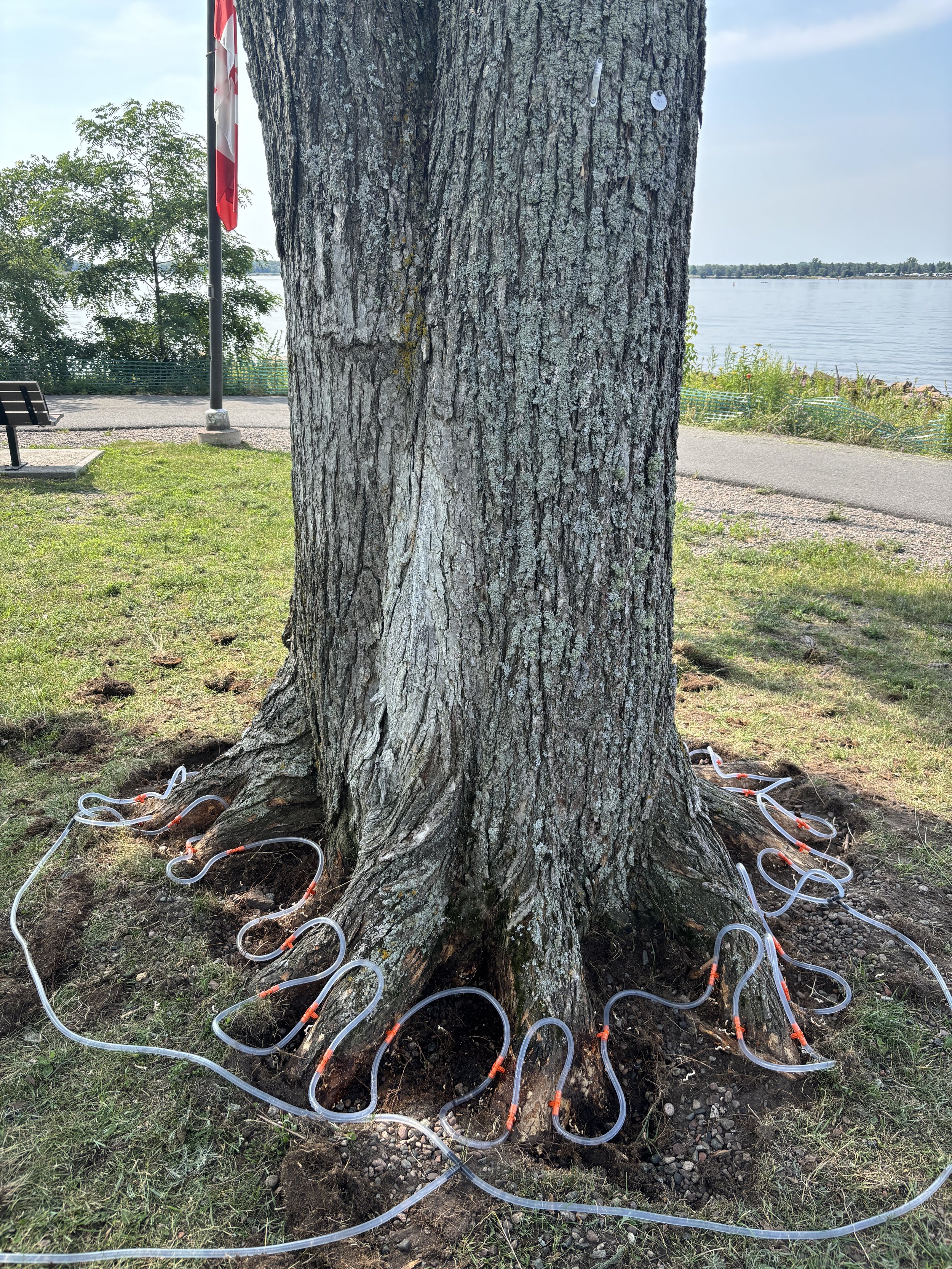Macro-Infusion Systemic injections for dutch elm disease