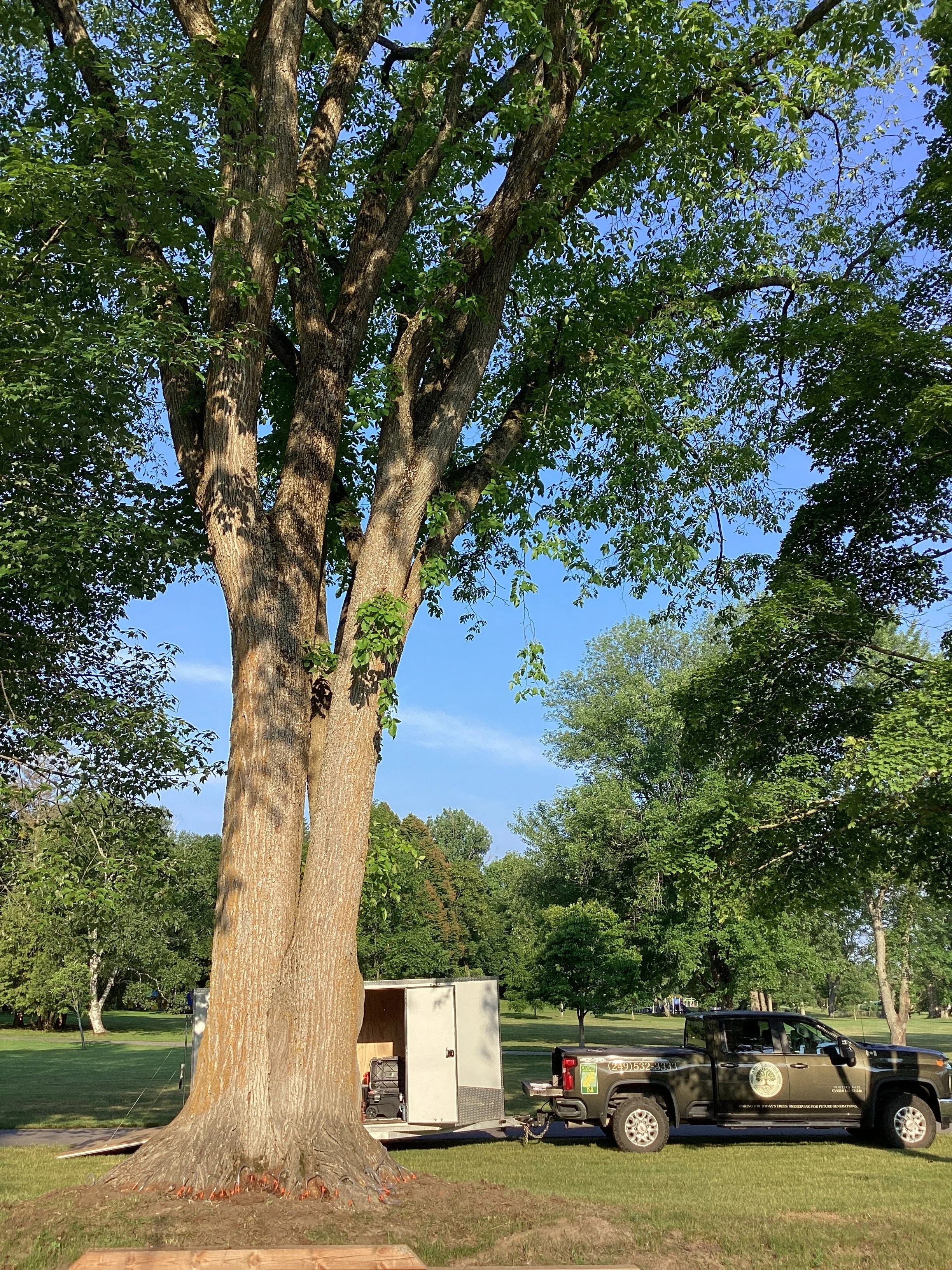 Large American Elm with a macro-infusion device installed and a truck and trailer parked on a grassy area.