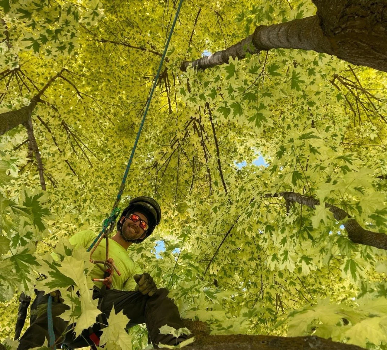 A man wearing sunglasses, a helmet, and climbing gear is smiling while hanging from a tree with green leaves.