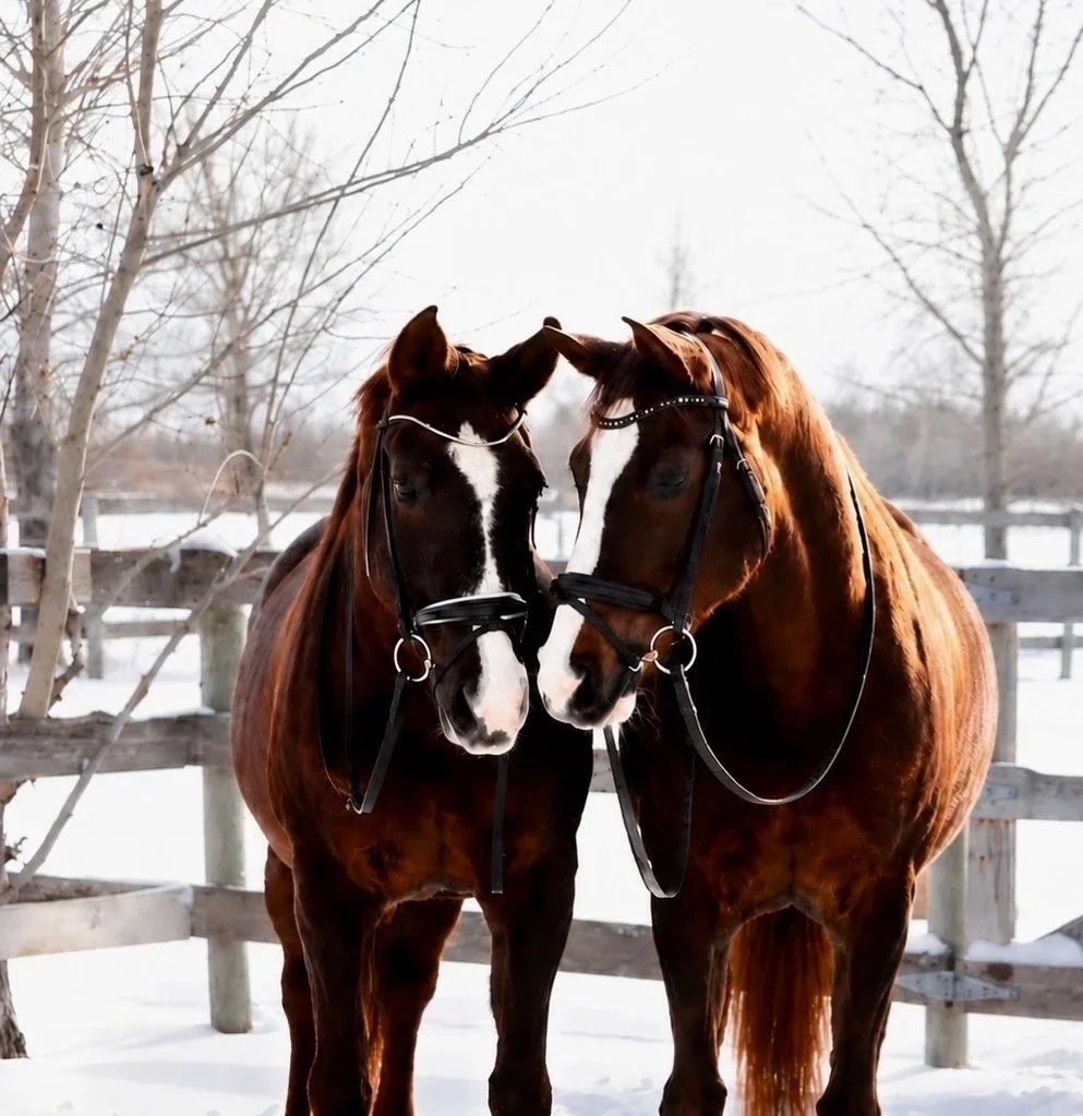 Two brown horses with white markings on their faces touching noses in a snowy outdoor paddock with leafless trees and fencing.