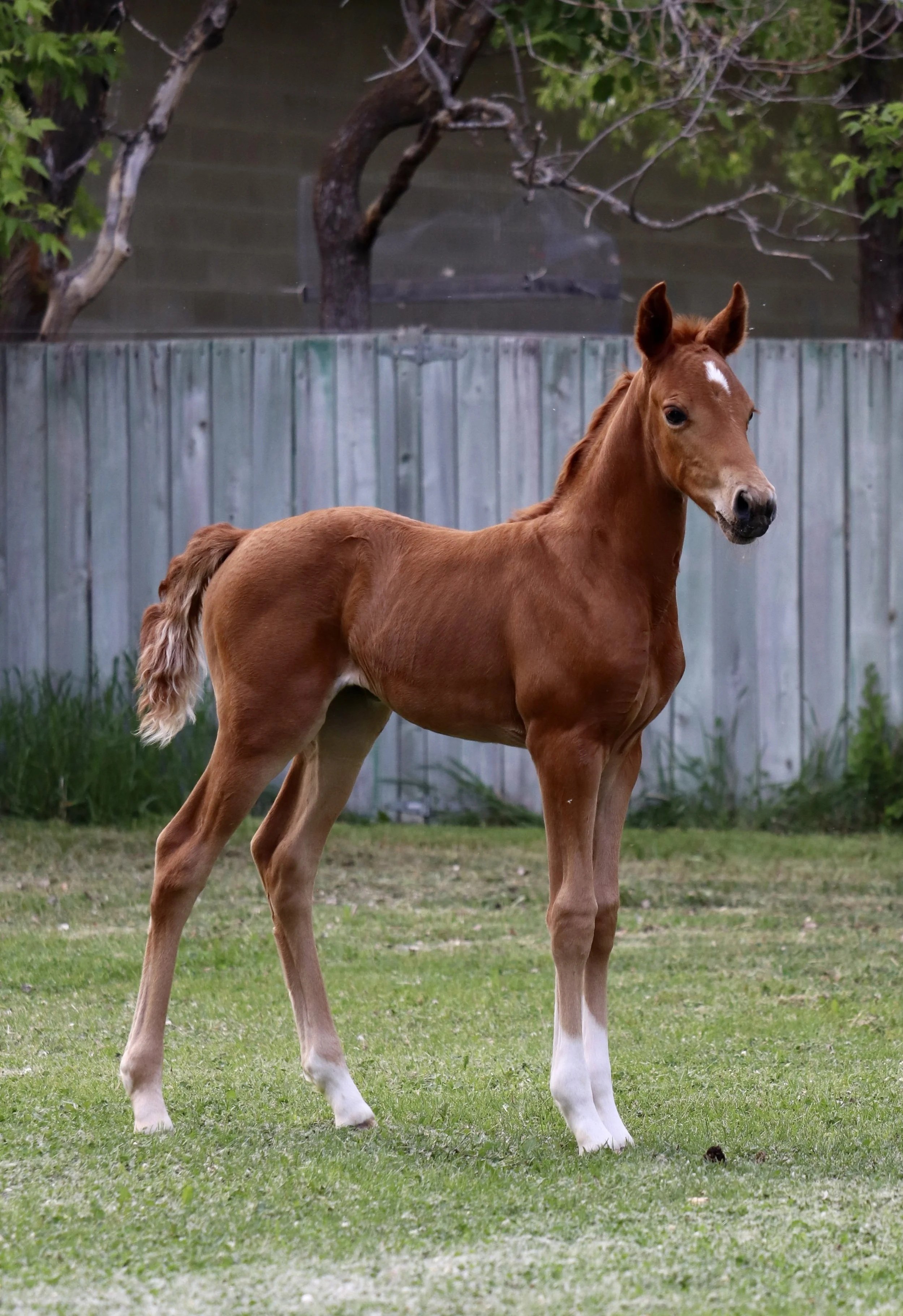 A young chestnut foal standing on grass in front of a wooden fence with green trees and a waterway in the background.