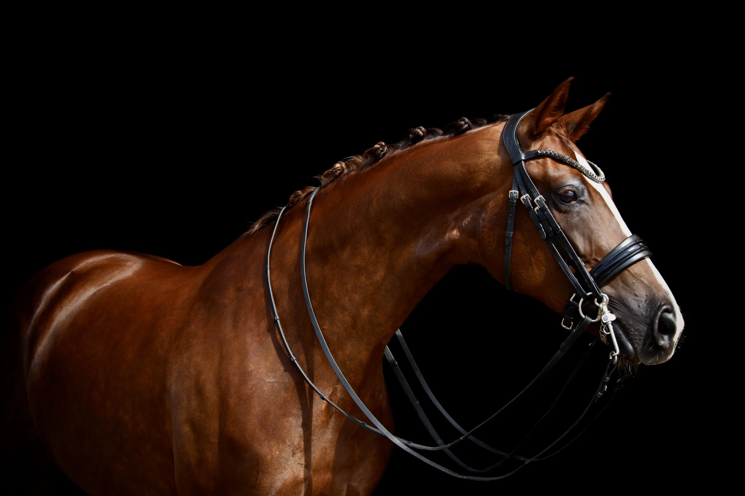 Close-up of a chestnut-colored horse with braided mane, wearing a bridle, set against a black background.