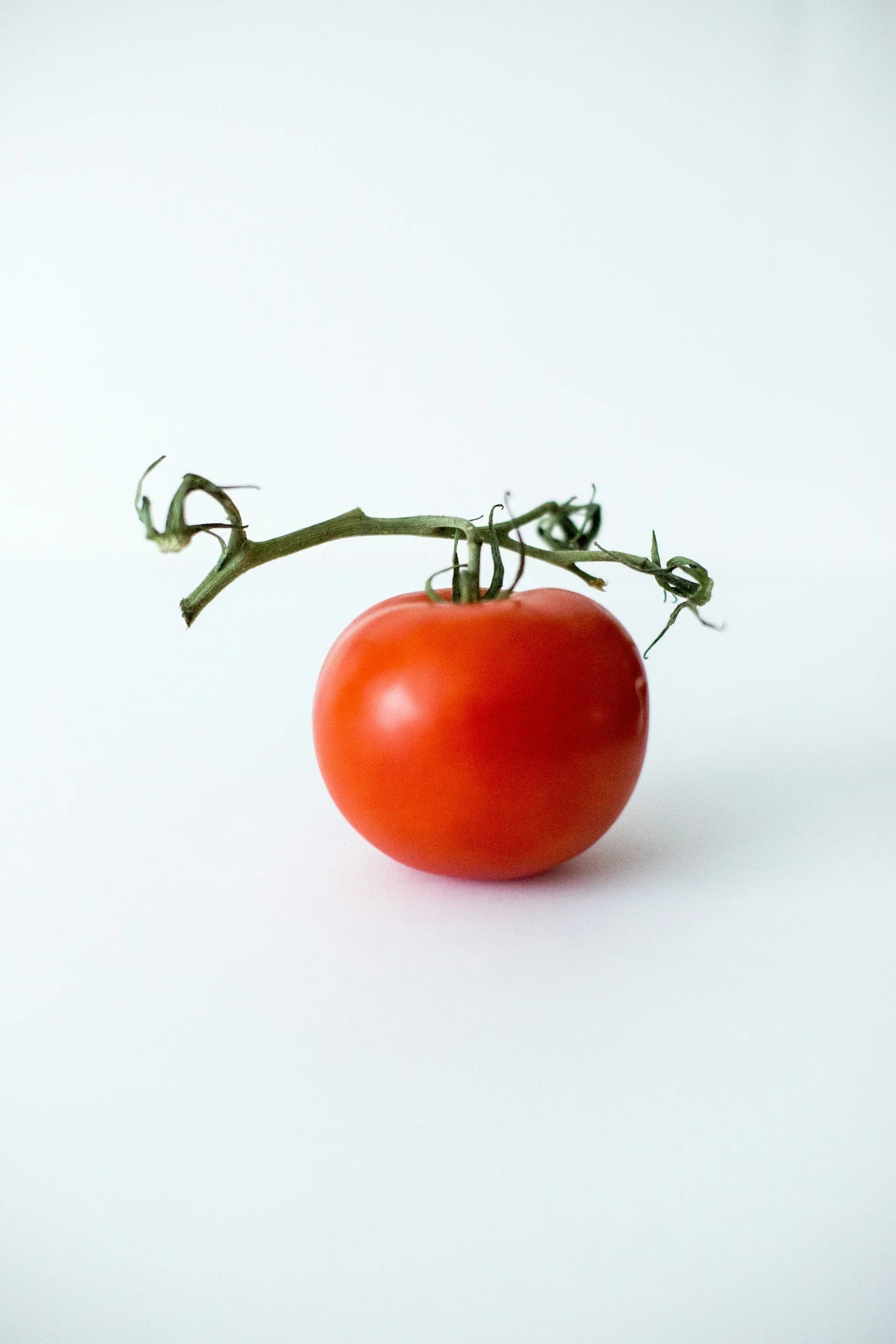 A red tomato with a green vine stem and leaves on a plain white background.