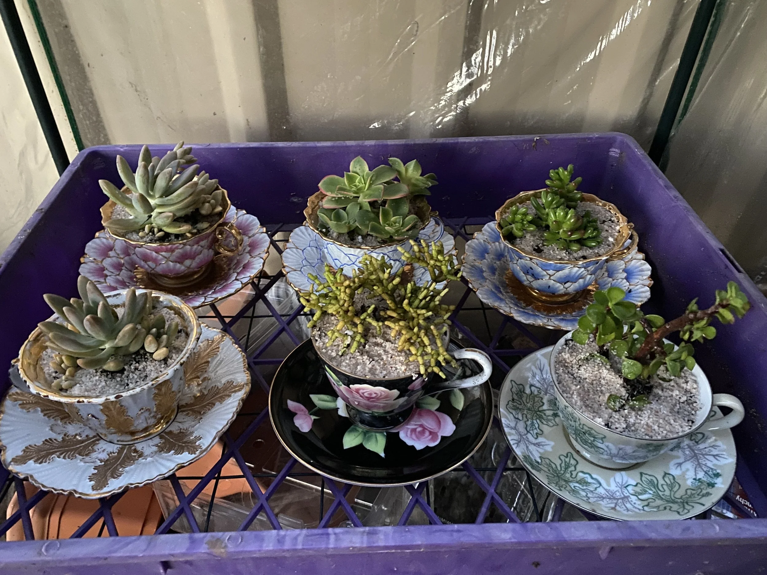 Succulent tea cup planters