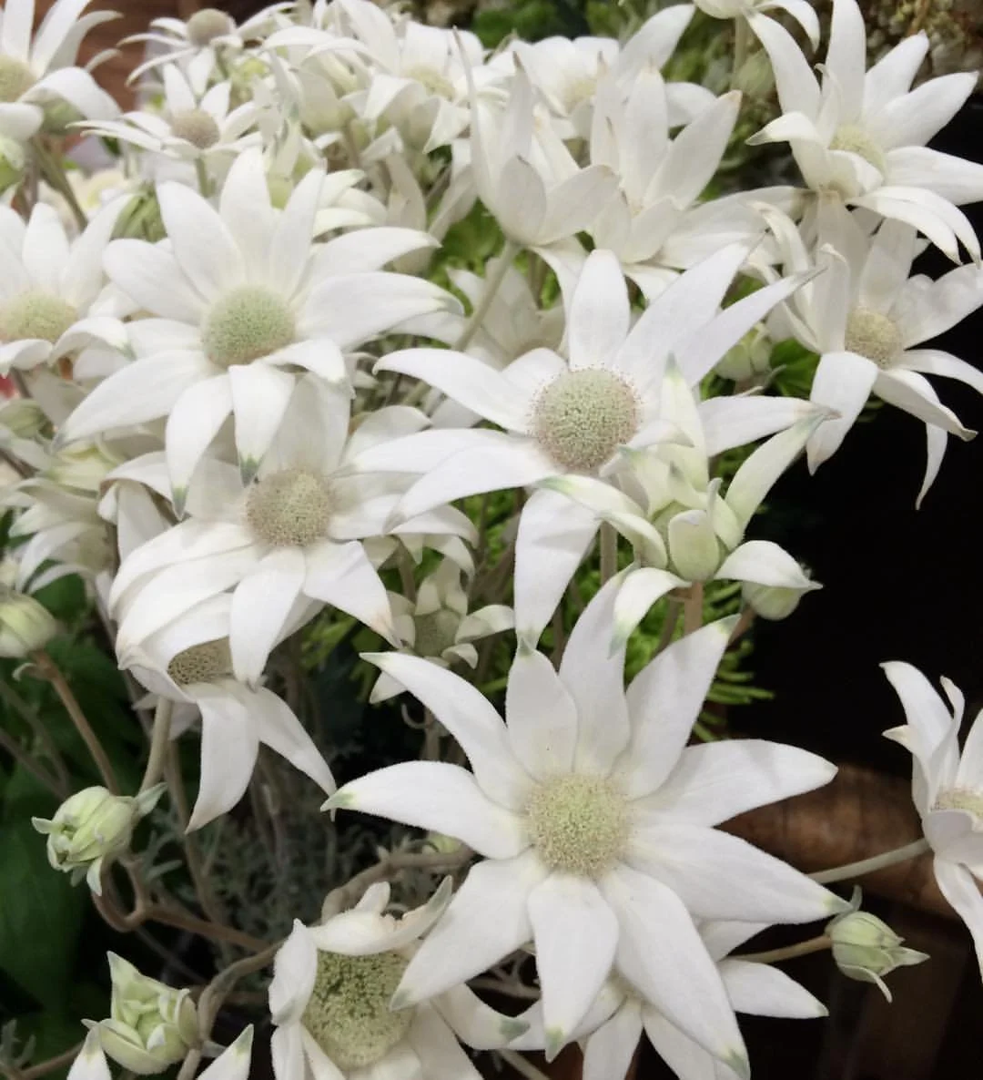 Close-up of Flannel flowers.