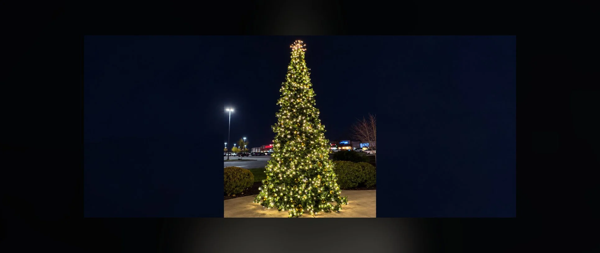 LA_Legacy_Commercial_Tree_Banner_SAFE_CROP.jpg