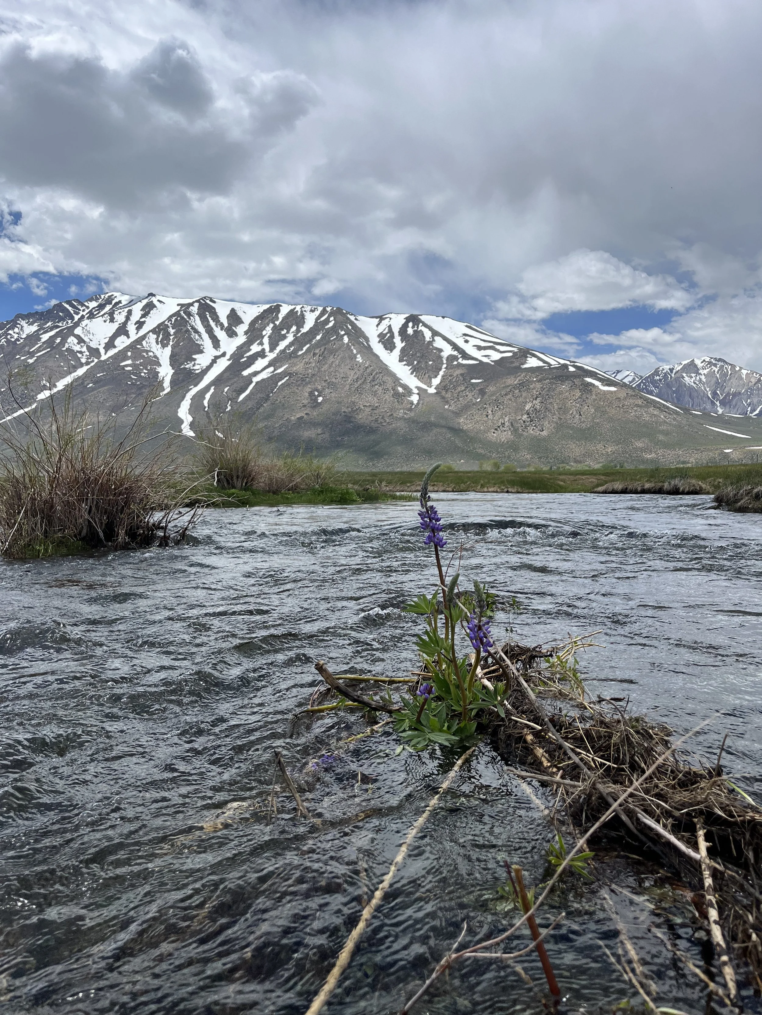 A mountain landscape with snow-capped peaks, a cloudy sky, and a flowing river with a purple flower and grass in the foreground.