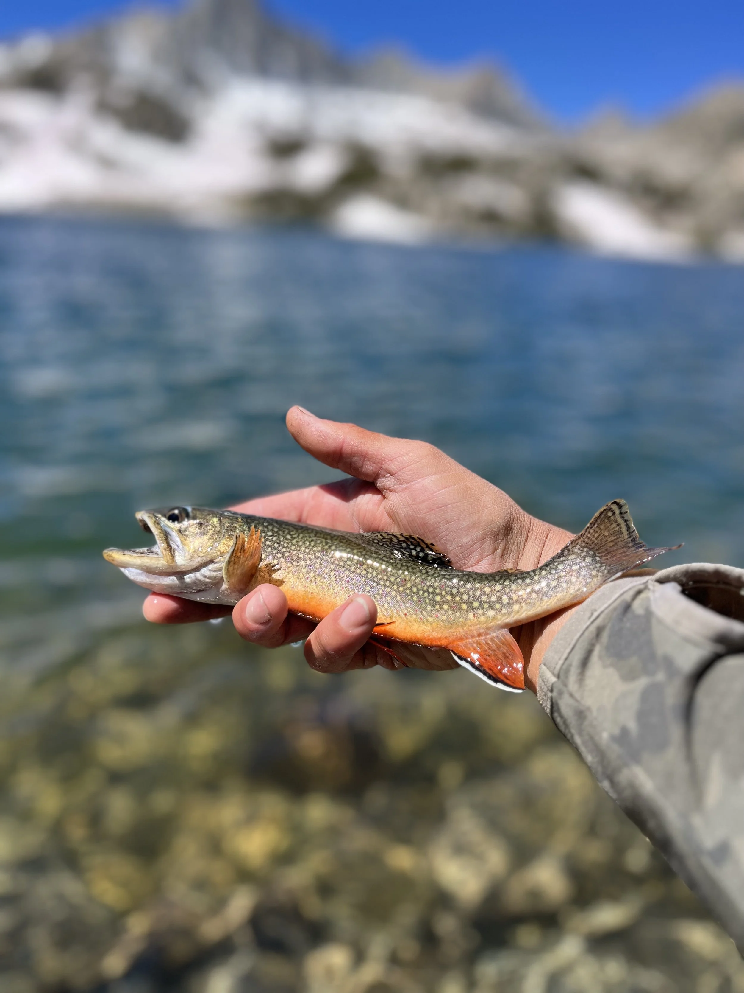 A person holding a fish near a body of water with mountains in the background.