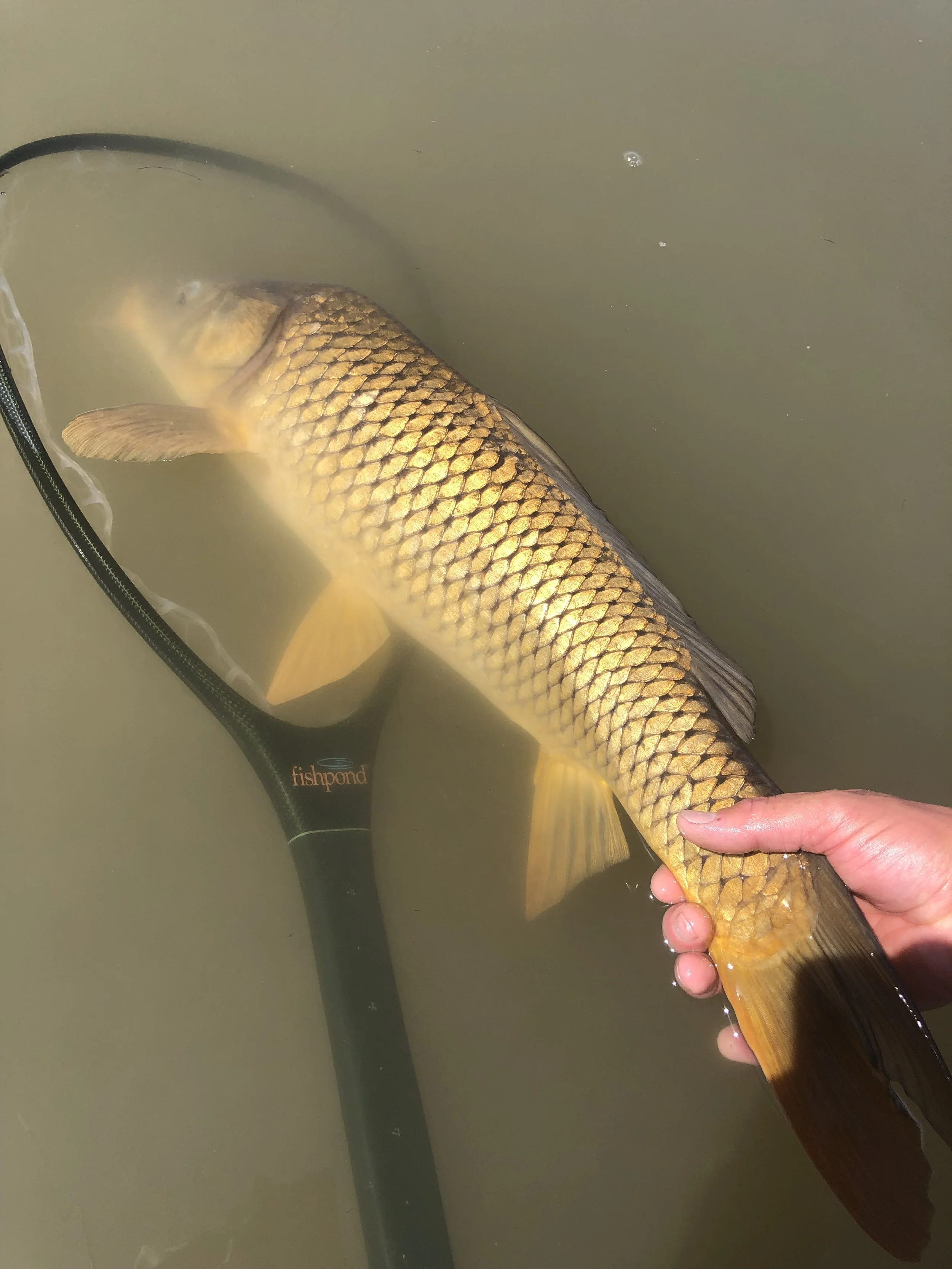 A person holding a large, golden-colored fish in water next to a Fishpond net.