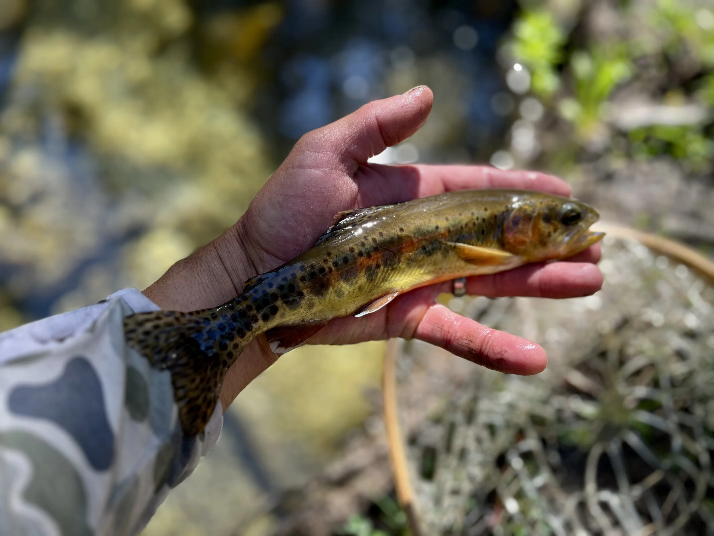 Person holding a small brown trout fish near a riverbank with blurred water and green vegetation in the background.