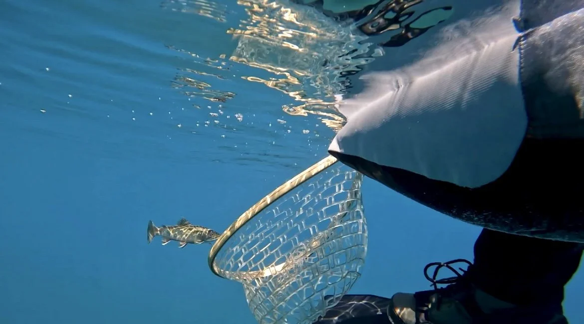 Person catching a fish with a net in the ocean.