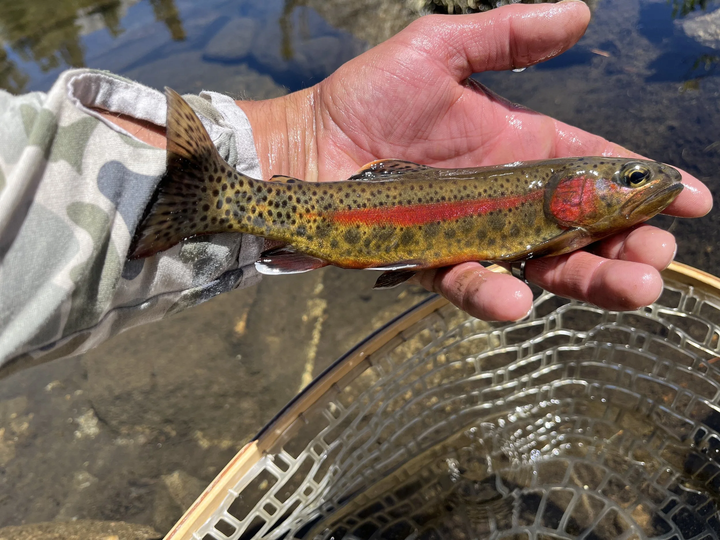 A person holding a small rainbow trout over water with a fishing net nearby.