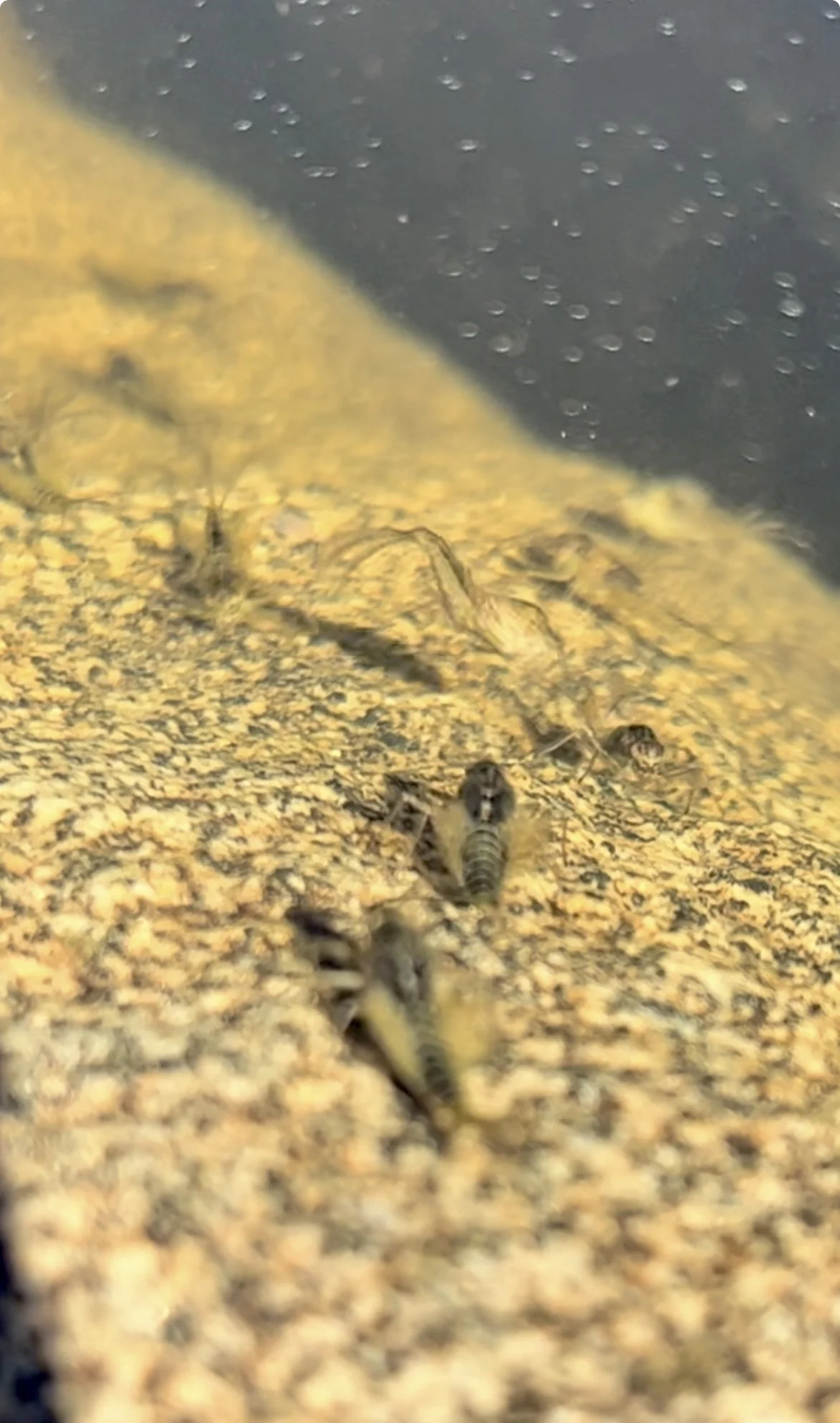 Close-up of insects on a yellow, textured surface with water droplets in the background.