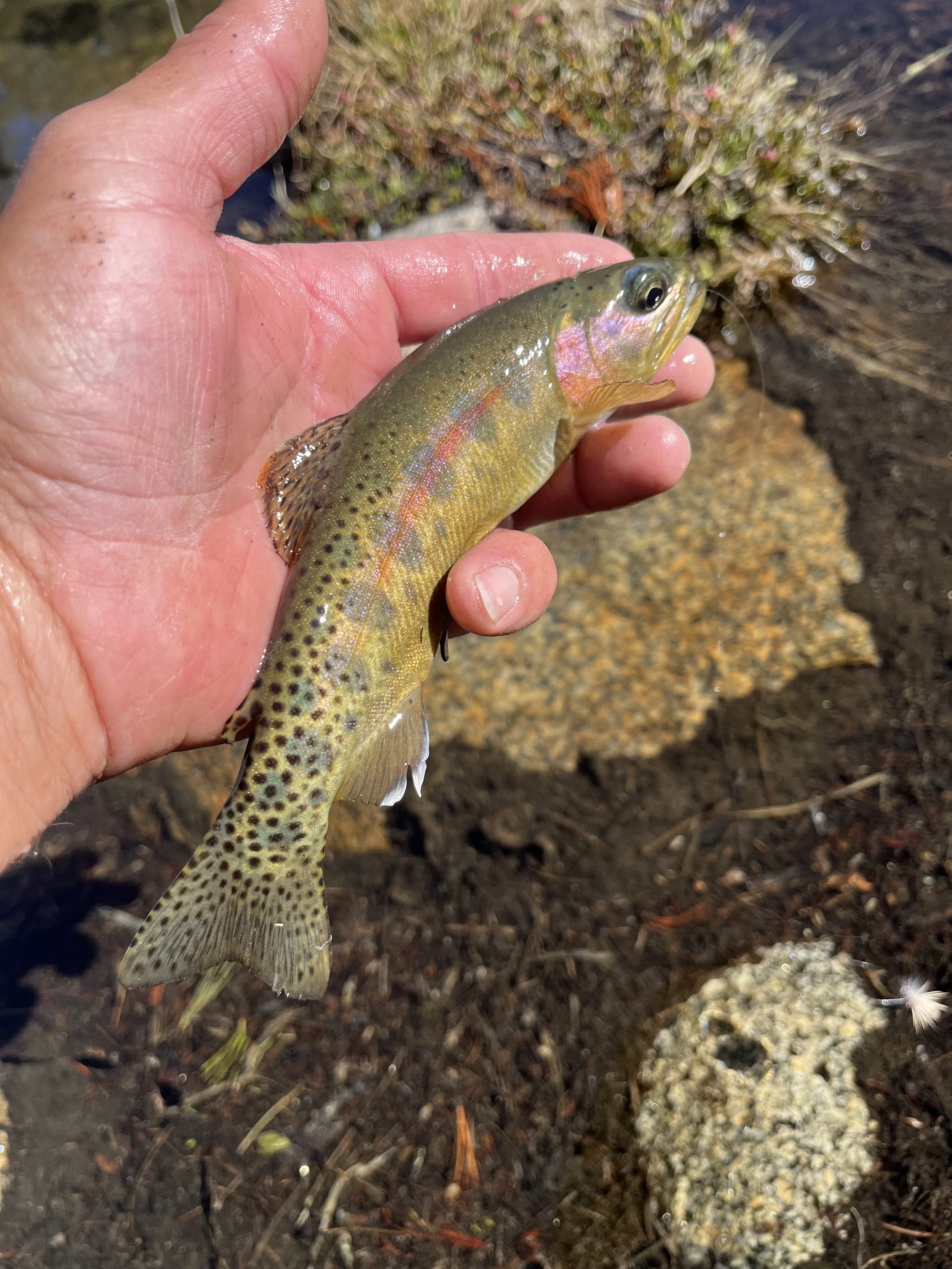 A person holding a small, colorful fish with yellowish body and black spots, near a dirt and gravel surface with some plants in the background.