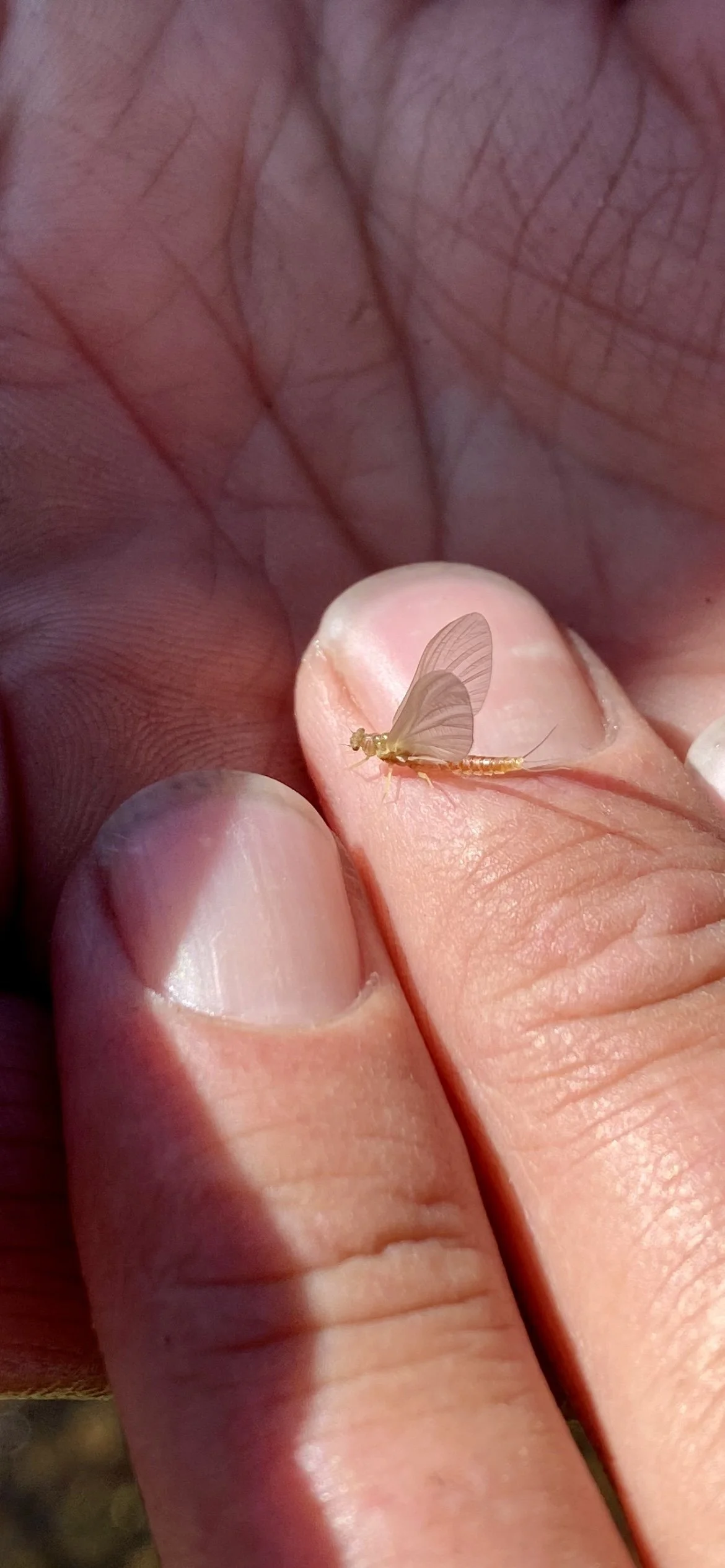 A close-up of a tiny flying insect, possibly an aphid or similar insect, perched on a person's finger.