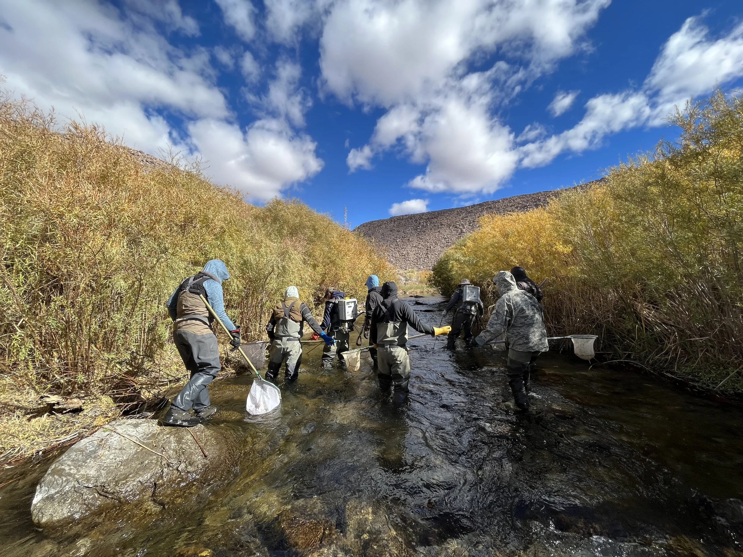 Group of people wading in a stream with nets, surrounded by yellow and green foliage, under a partly cloudy blue sky.