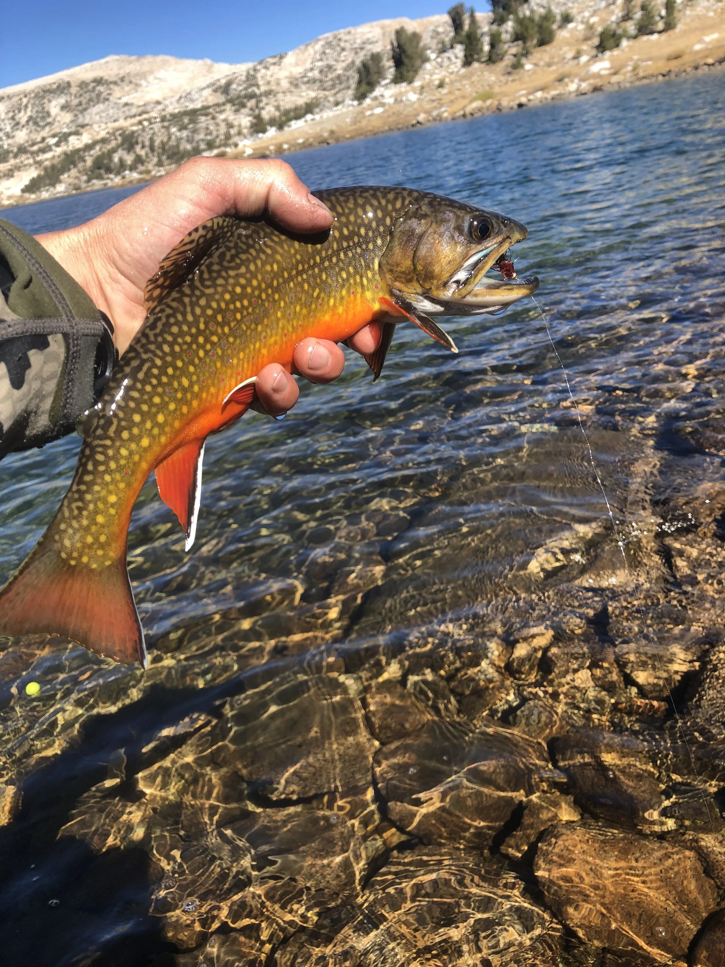Person holding a colorful fish, possibly a trout, over a clear rocky river with mountains in the background.
