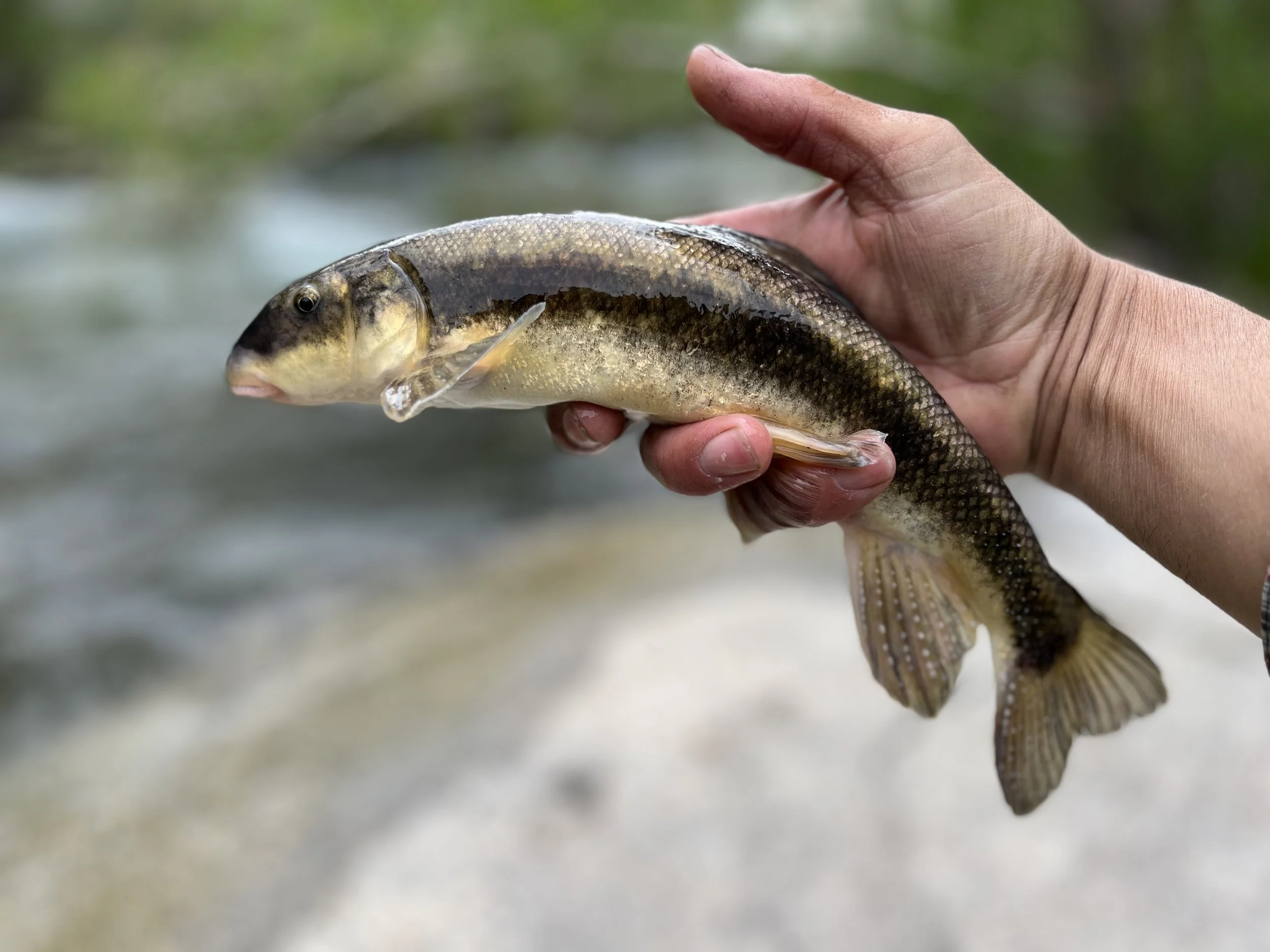 Person holding a small fish over a blurred background of water and greenery.