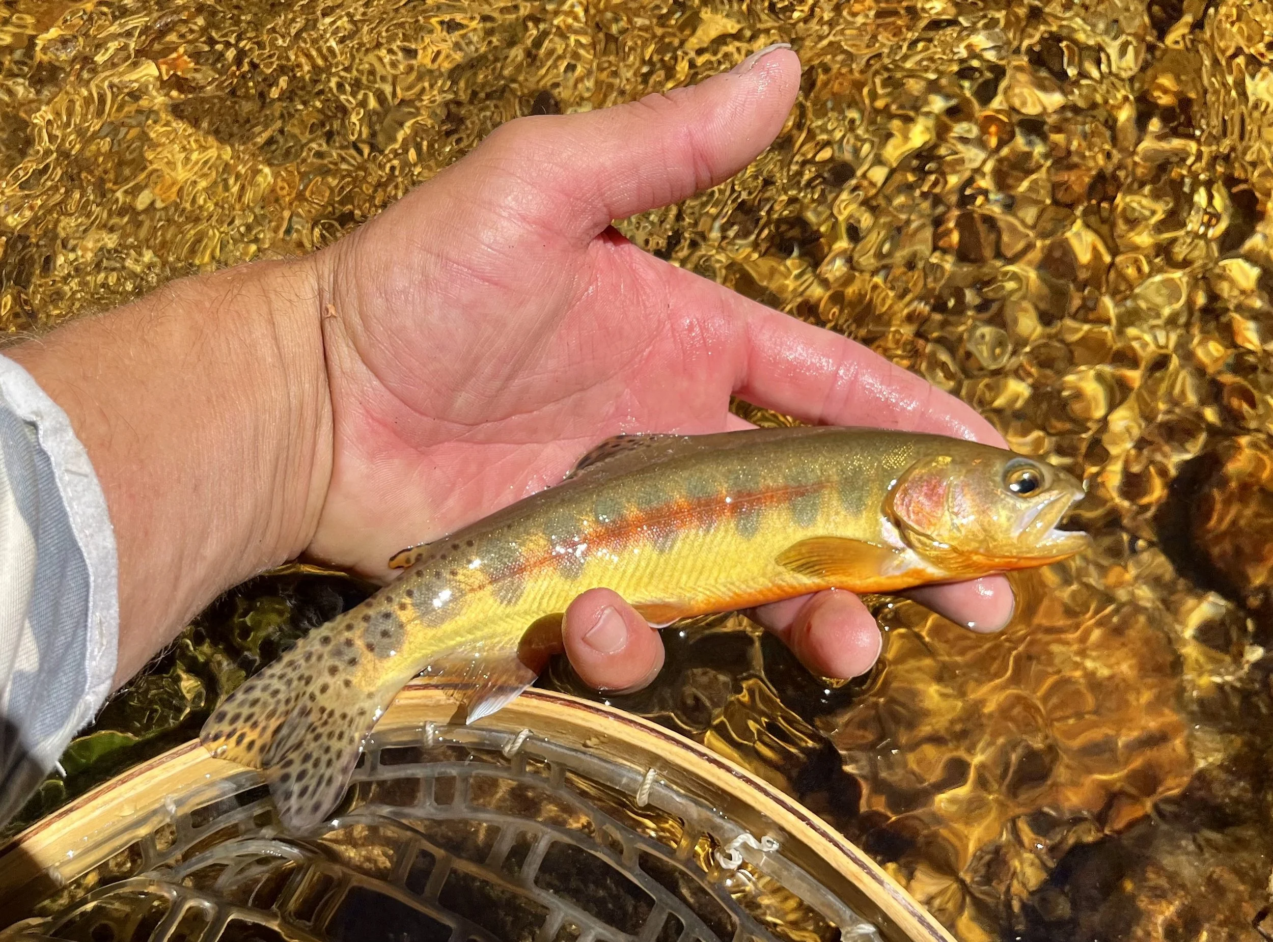 A hand holding a small colorful trout over a rocky stream.