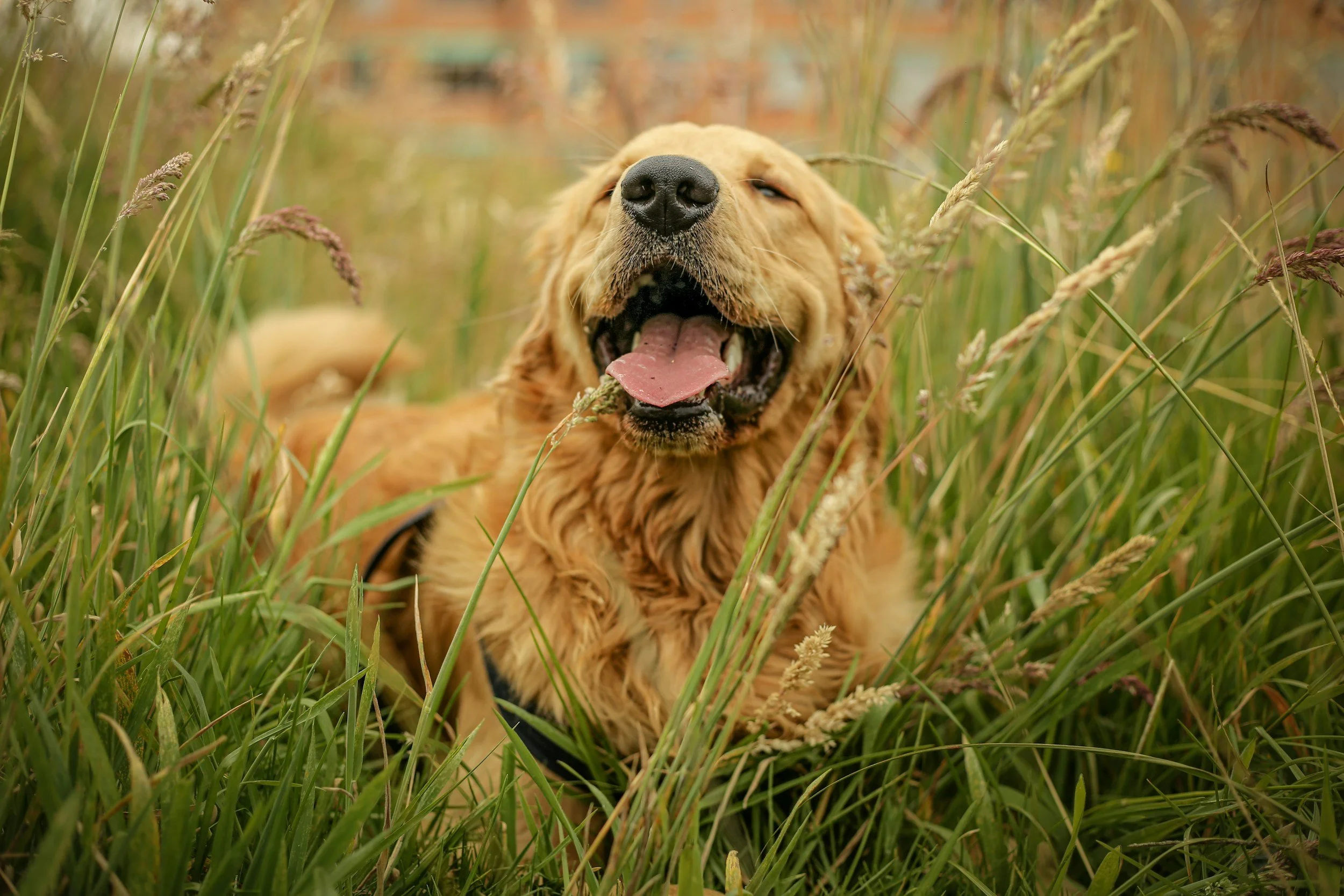 Golden retriever dog lying in tall green grass with its mouth open and tongue out, in a field.
