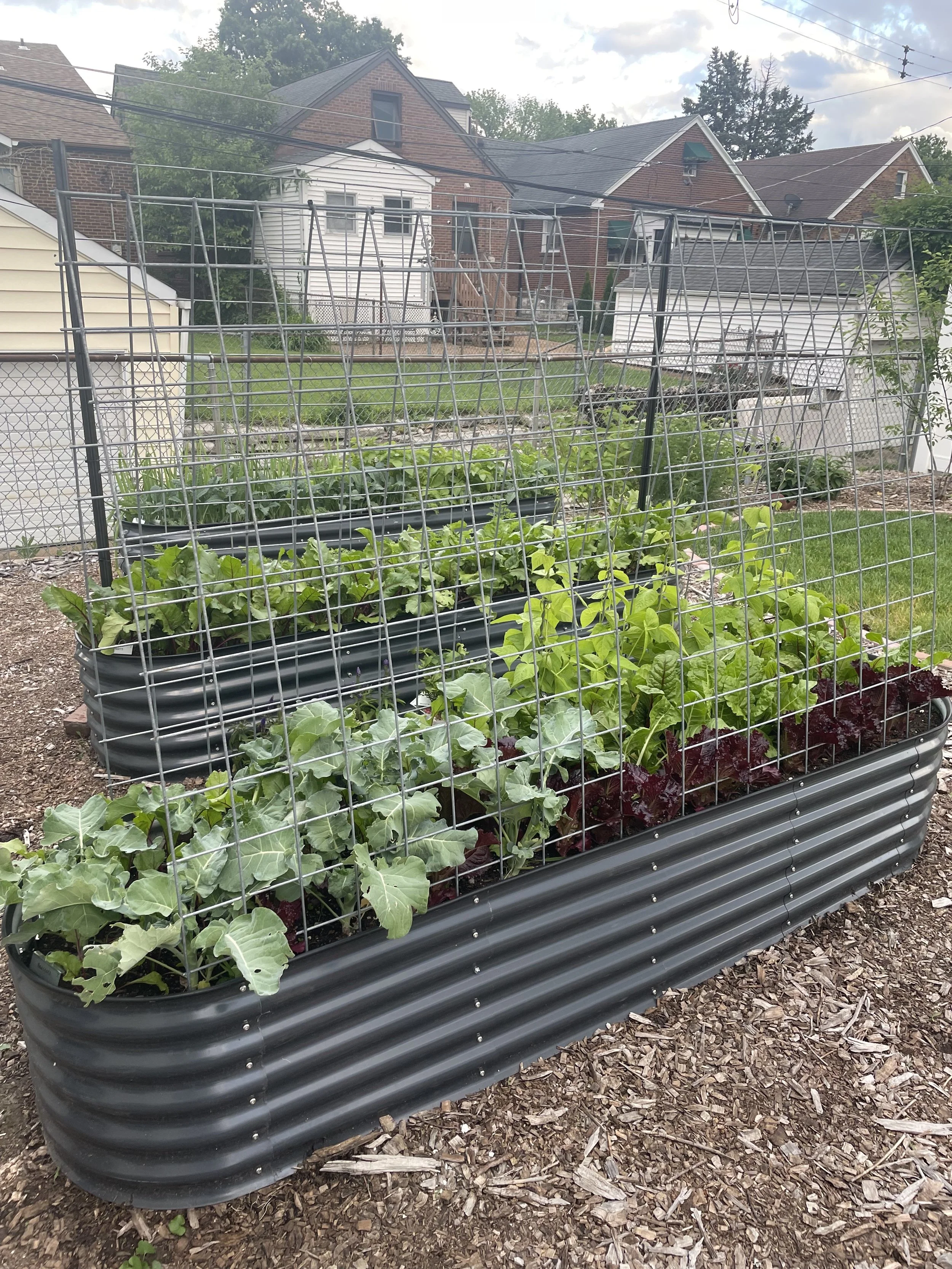 A raised garden bed with green leafy vegetables, enclosed by a wire trellis, outdoors in a backyard with houses and trees in the background.