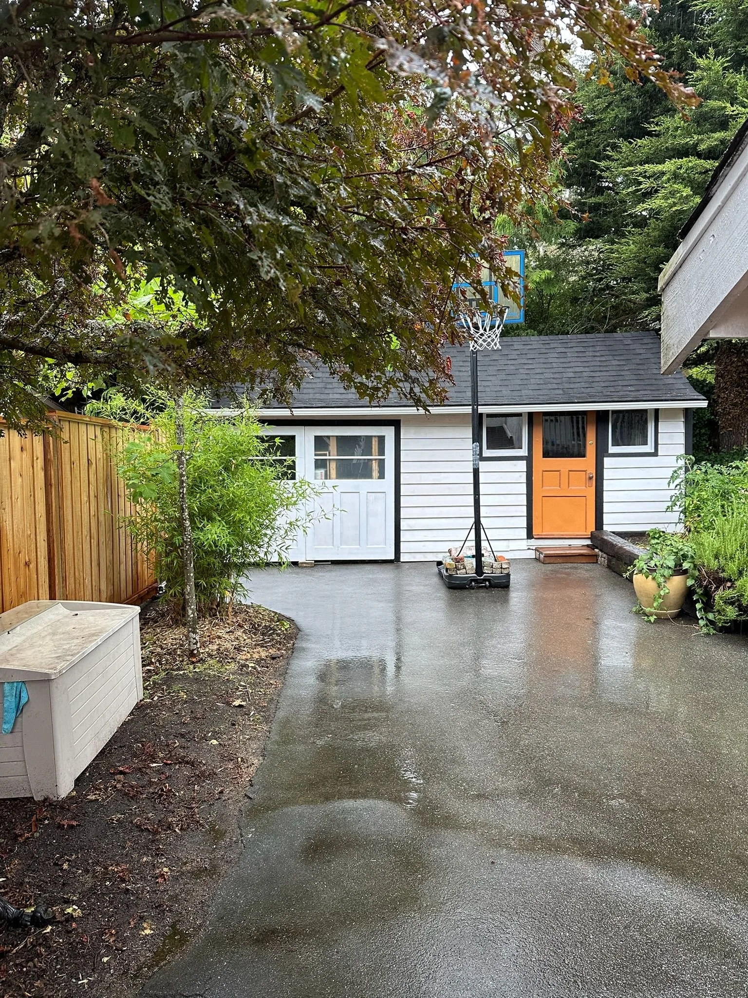 A backyard scene with wet pavement, a white shed with a garage door, a basketball hoop, a wooden fence, and various plants, trees, and shrubs. The sky appears overcast.