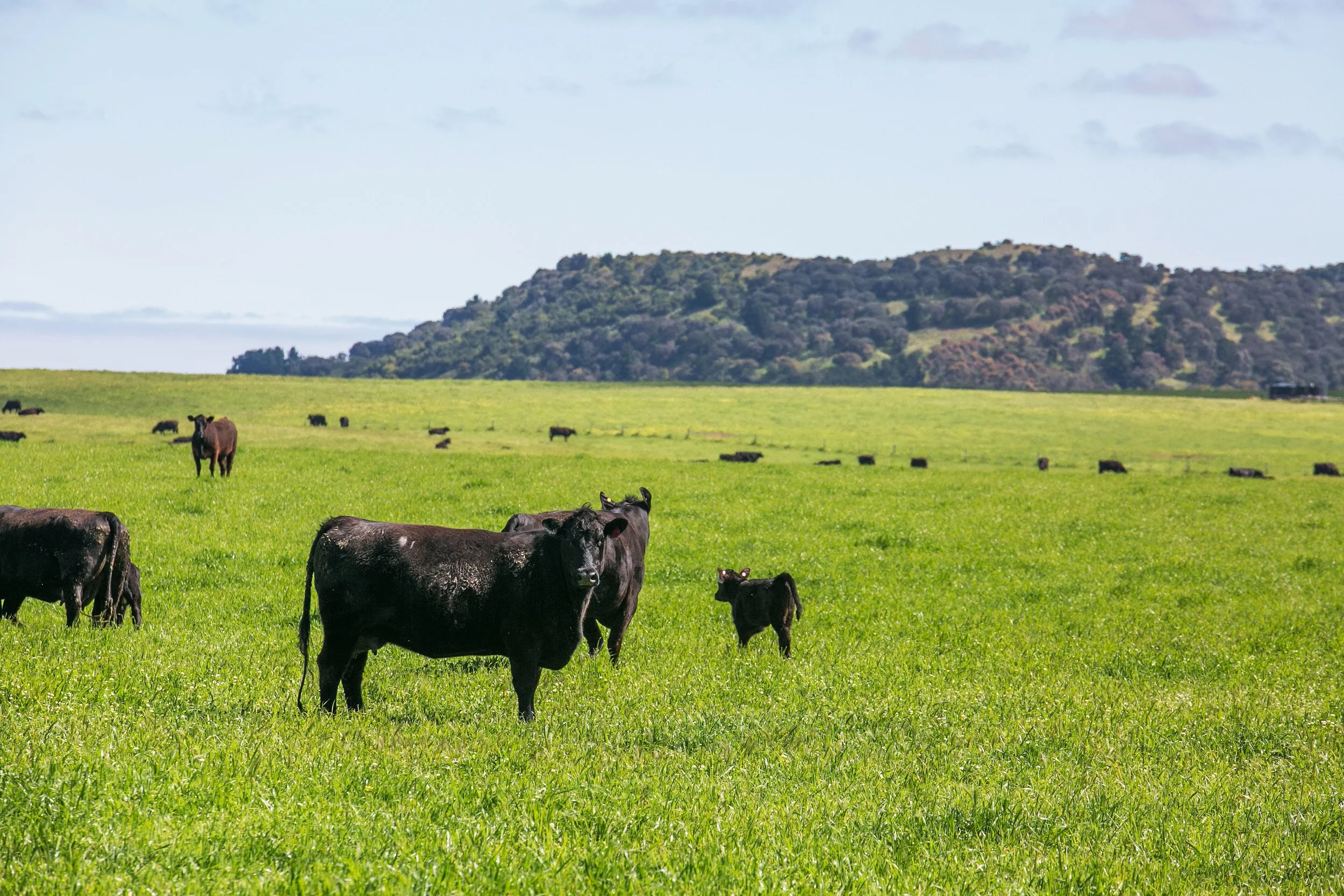 Cows grazing on a lush green field with a hill covered in trees in the background under a partly cloudy sky.