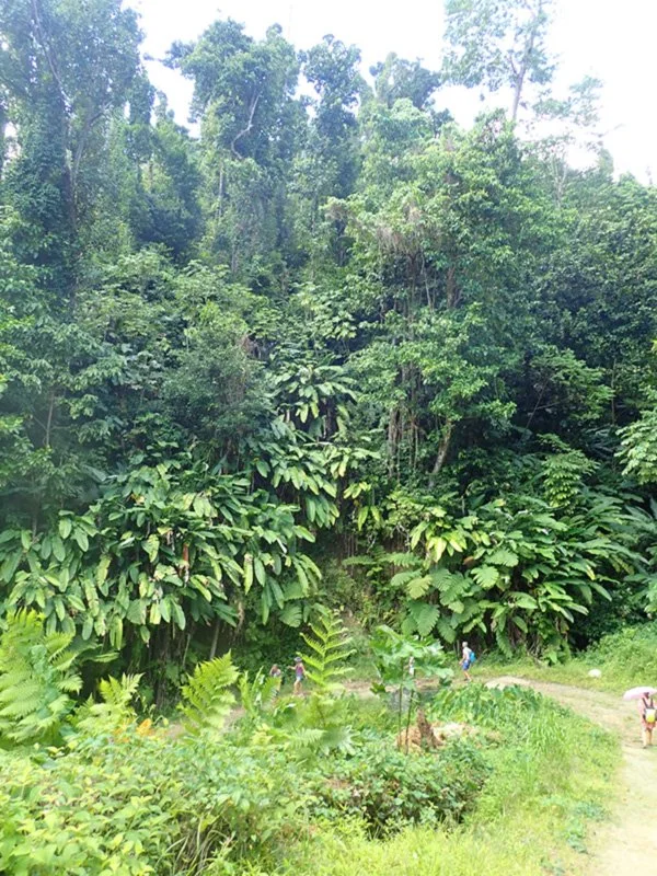 This is part of the walk down to Chaudiere Pool. Look closely and you can see how small the people are against the jungle...