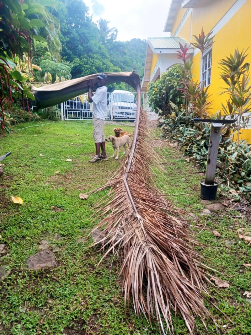 This is Sam the gardener, hauling a fallen emperor palm frond up the garden path. You will see him around and he will be happy to take you hiking if you like...