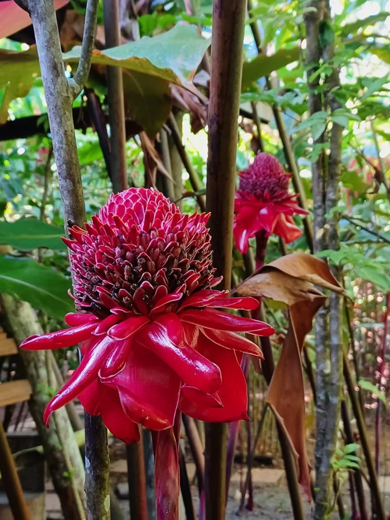 Ginger lily flowers on the Waitukubuli trail